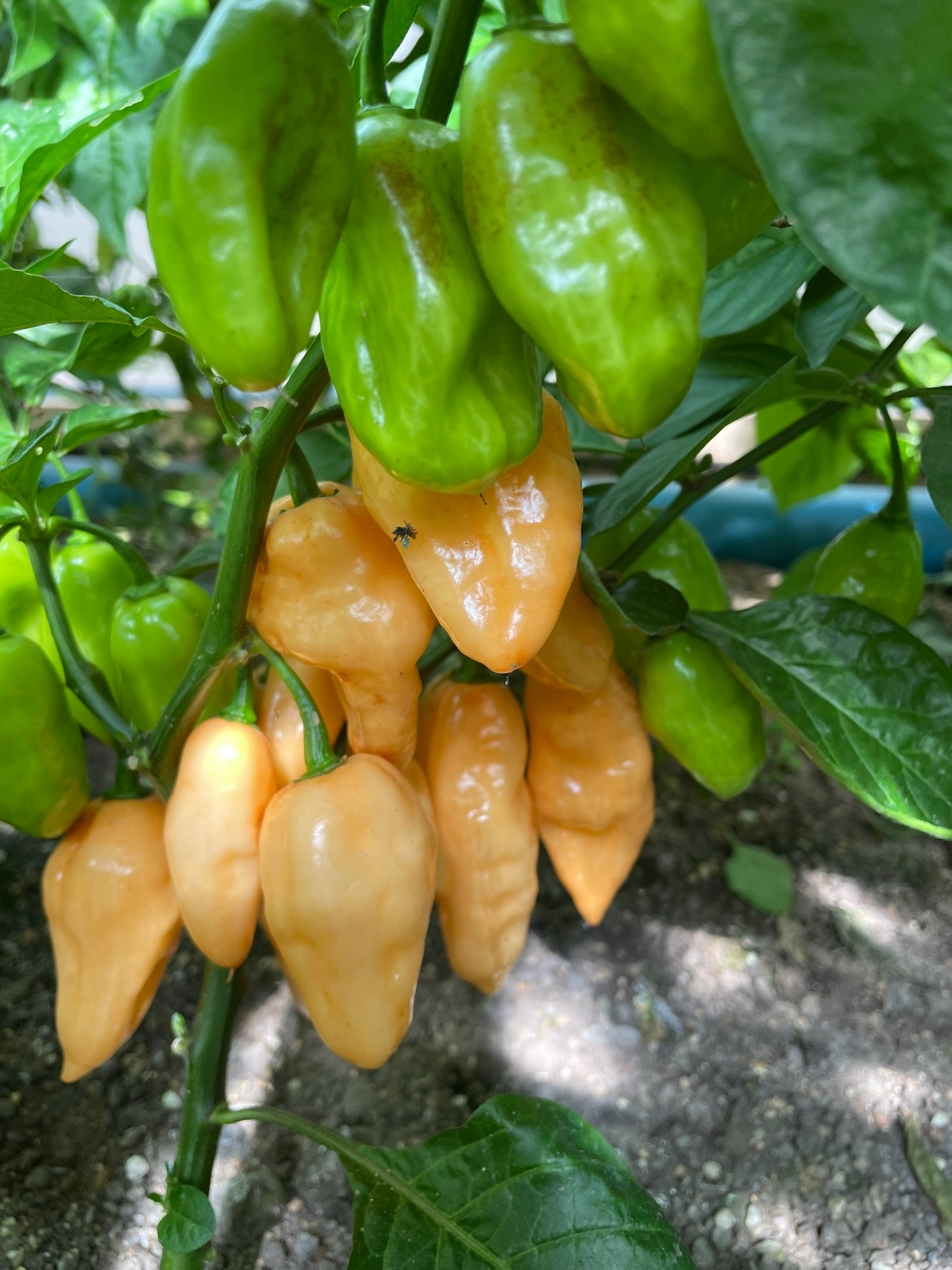 Семена острого перца Habanero Pink