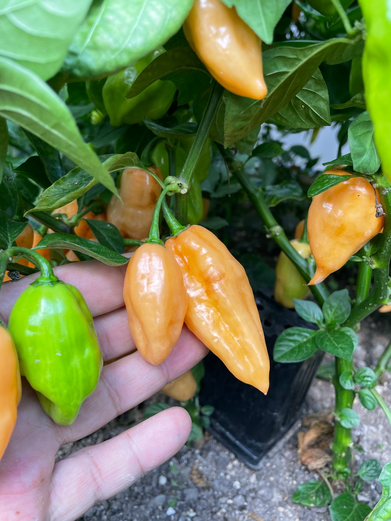 Выращивание острого перца Habanero Pink - фото 2