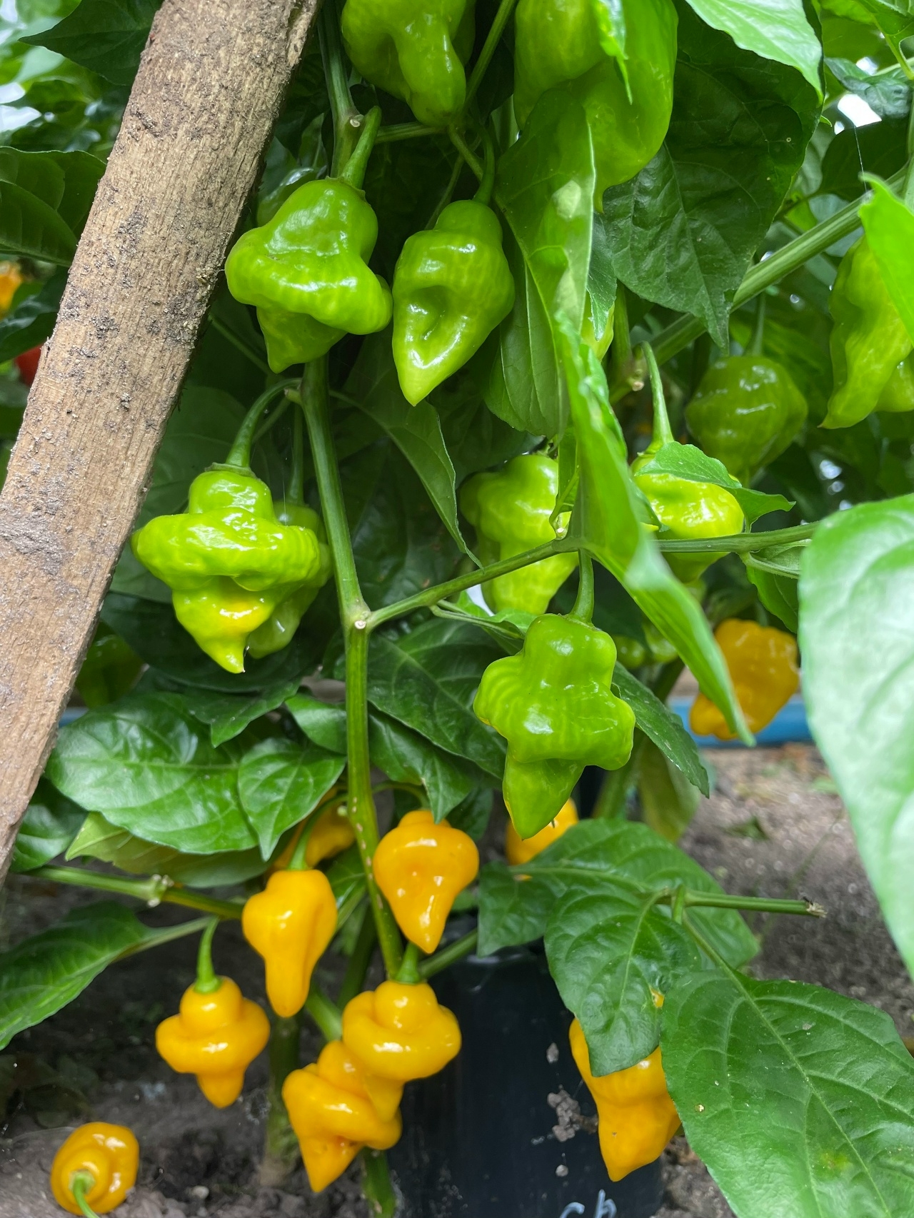 Выращивание острого перца Trinidad Perfume - фото 2