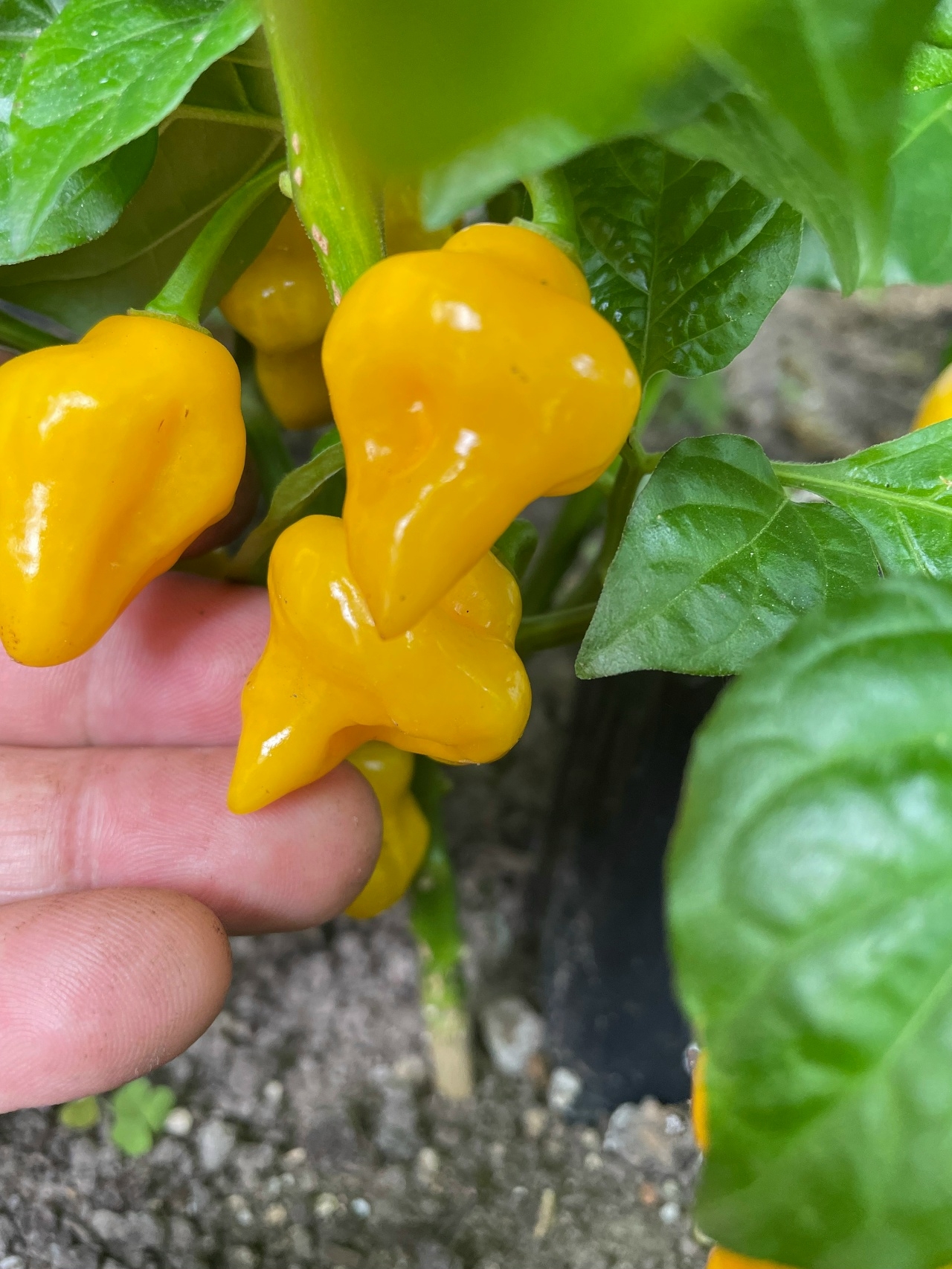 Сорт острого перца Trinidad Perfume - фото 3