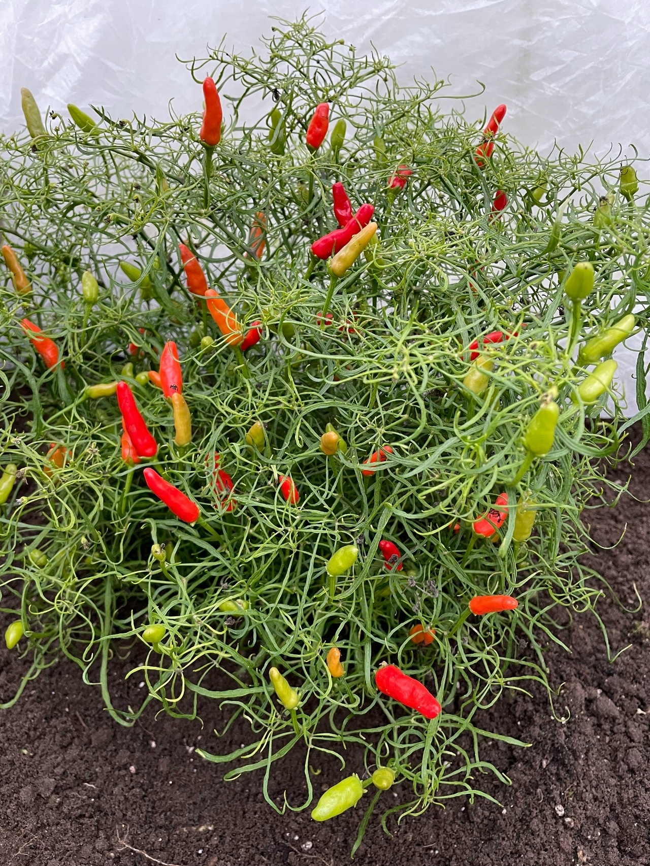 Семена острого перца Candlelight Mutant x Thai orange