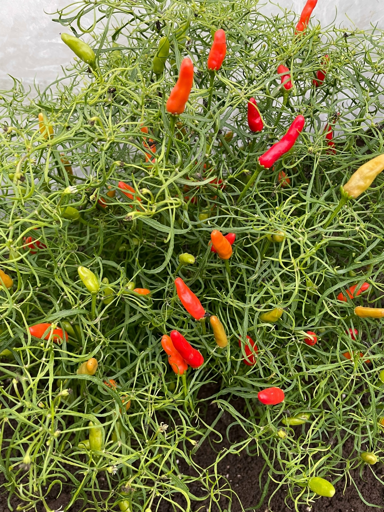 Выращивание острого перца Candlelight Mutant x Thai orange - фото 2