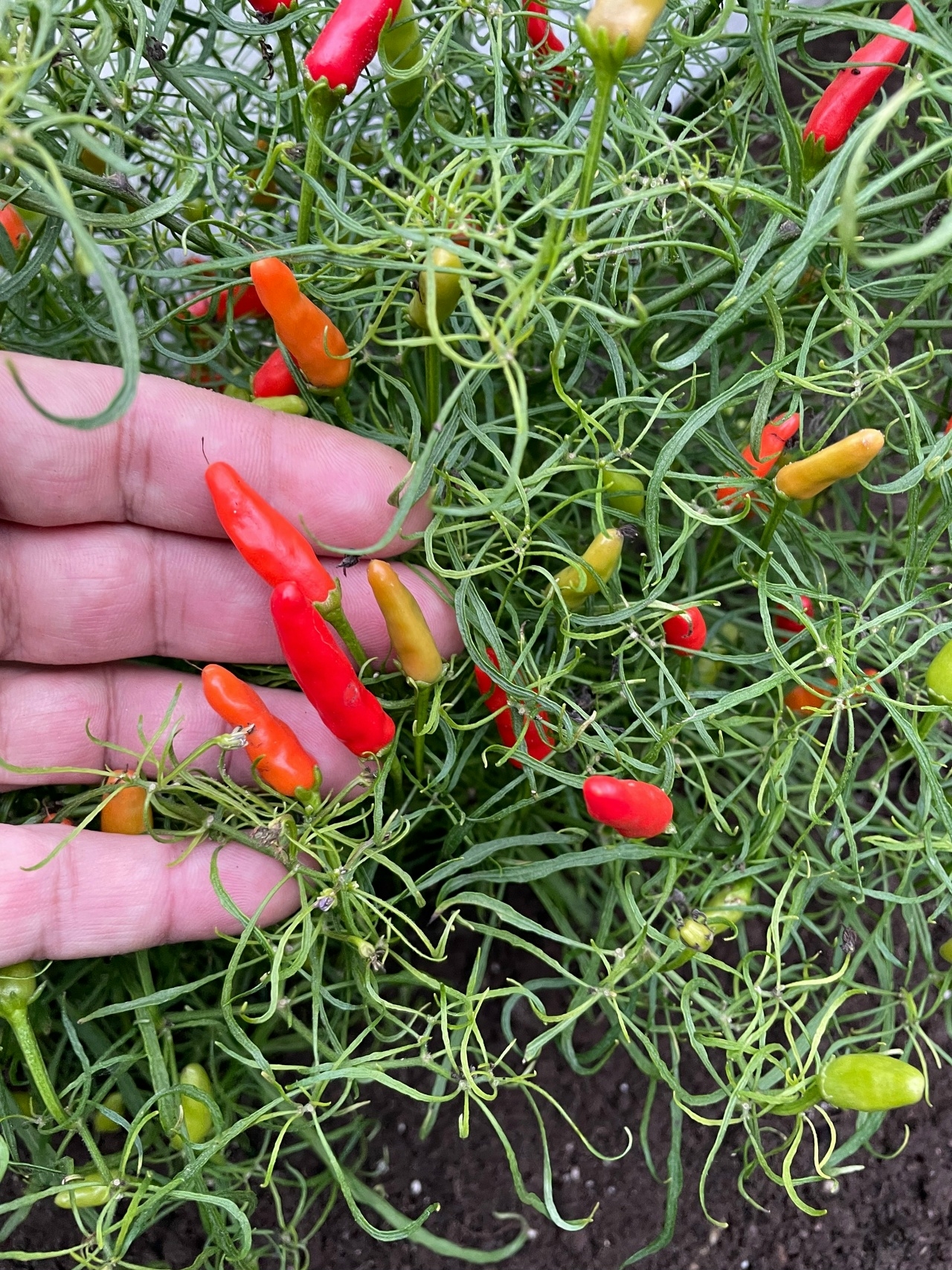 Сорт острого перца Candlelight Mutant x Thai orange - фото 3