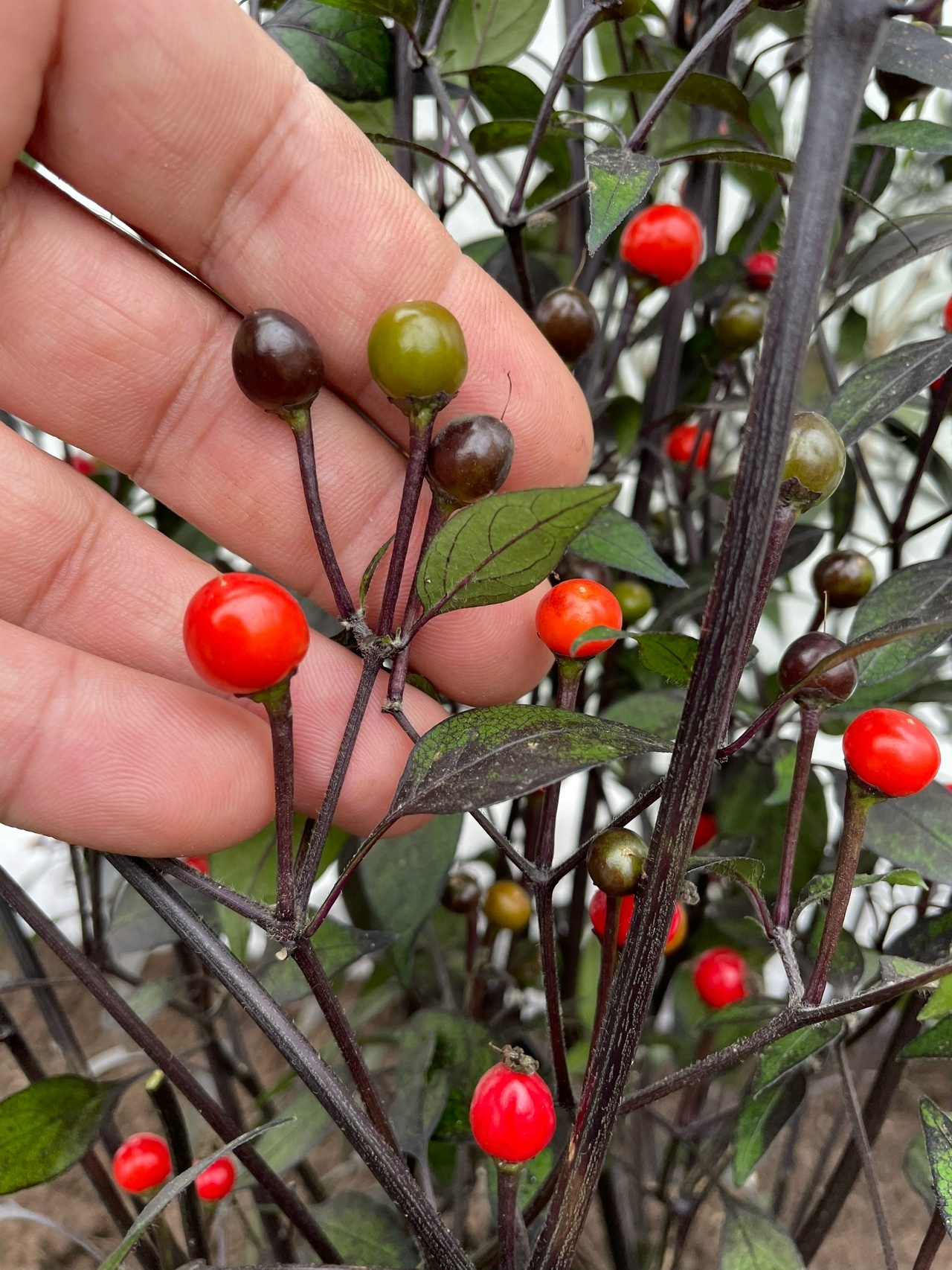 Семена острого перца Li Black (Black Tepin)