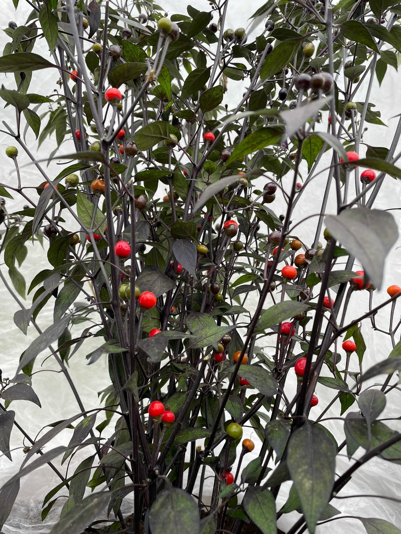 Выращивание острого перца Li Black (Black Tepin) - фото 2