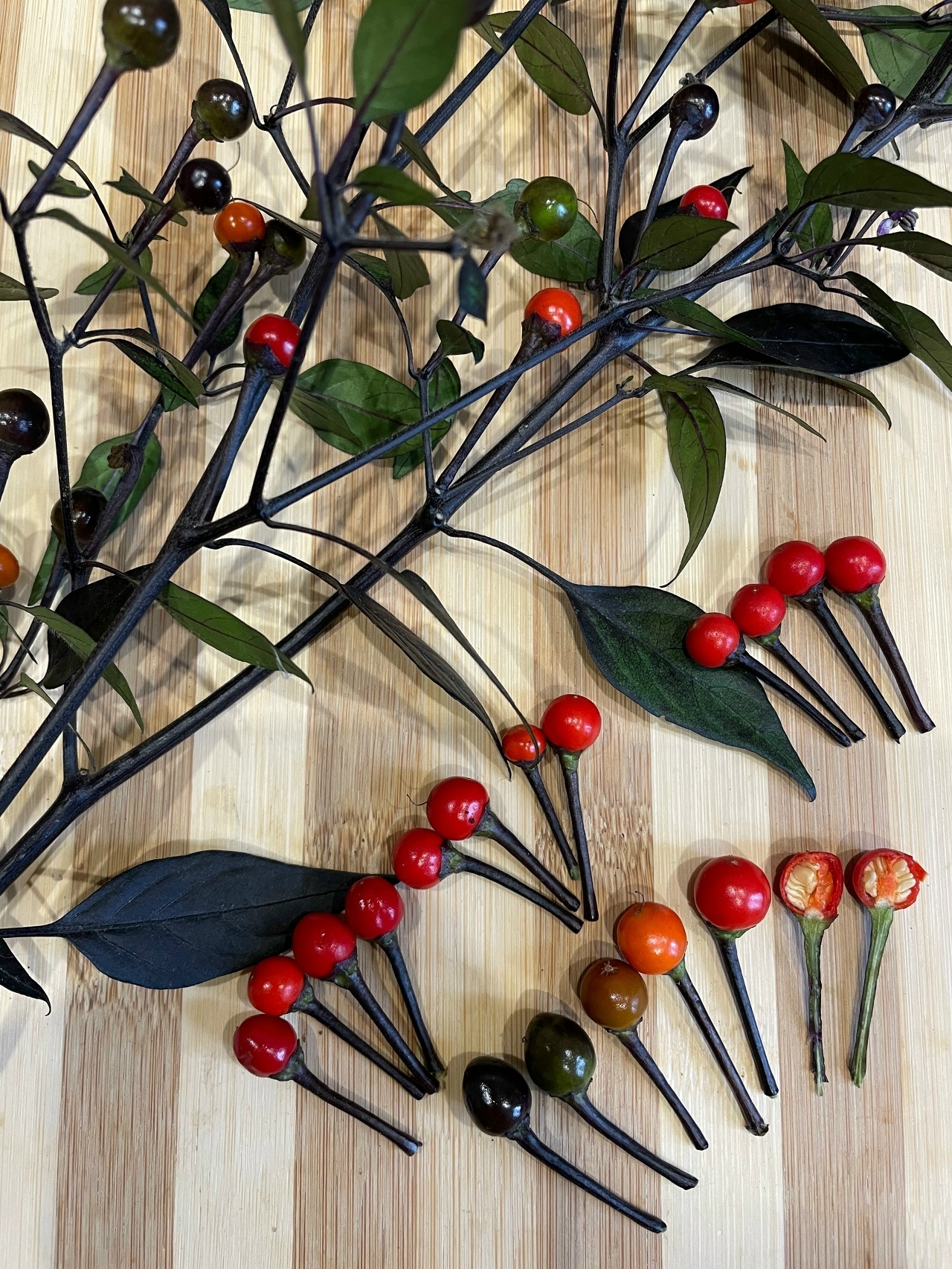 Сорт острого перца Li Black (Black Tepin) - фото 3