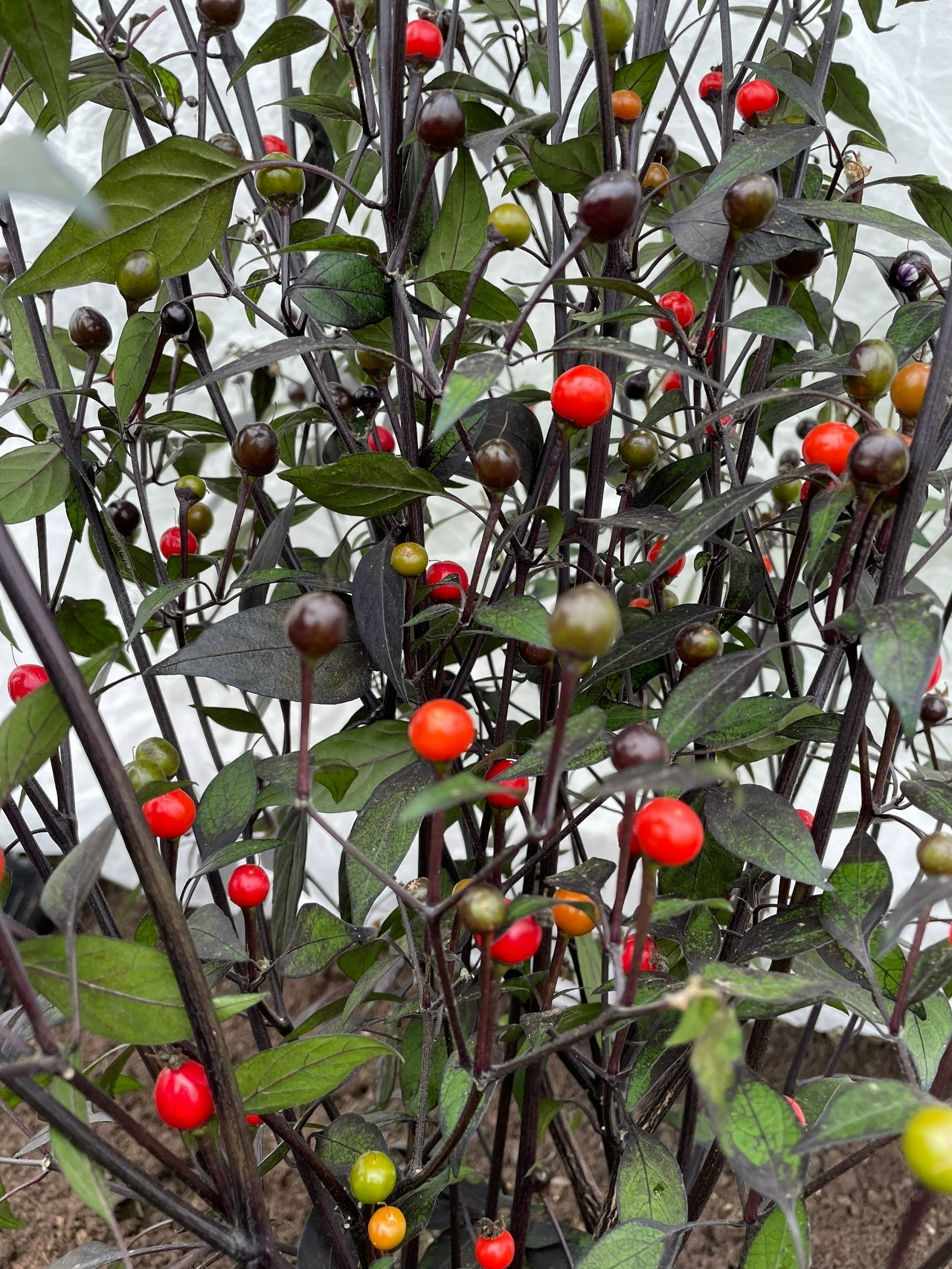 Плоды острого перца Li Black (Black Tepin) - фото 4