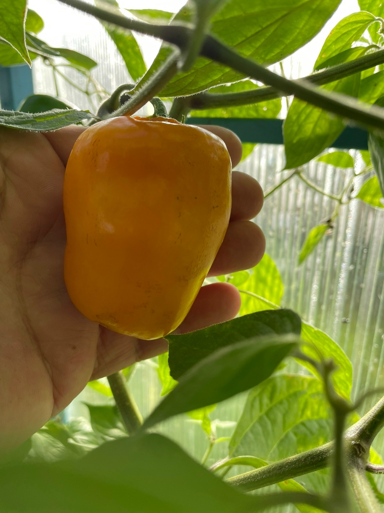 Семена острого перца Rocoto De La Paz Amarillo