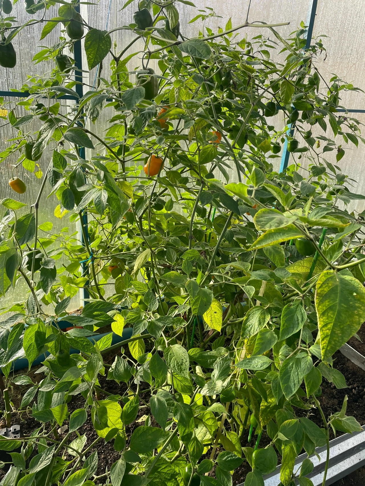 Сорт острого перца Rocoto De La Paz Amarillo - фото 3