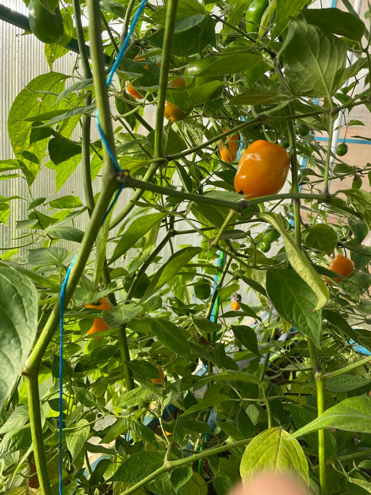 Плоды острого перца Rocoto De La Paz Amarillo - фото 4