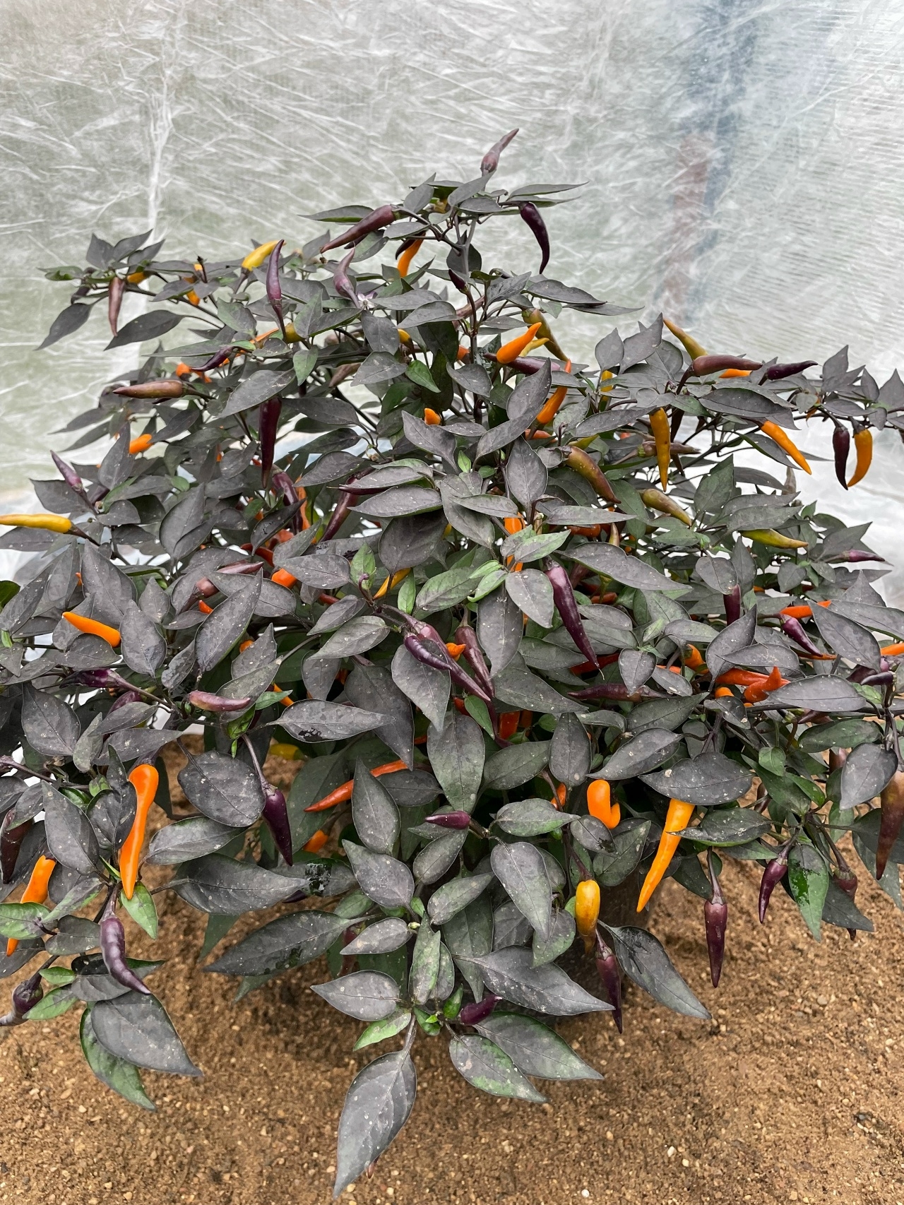 Семена острого перца Nightcrawler