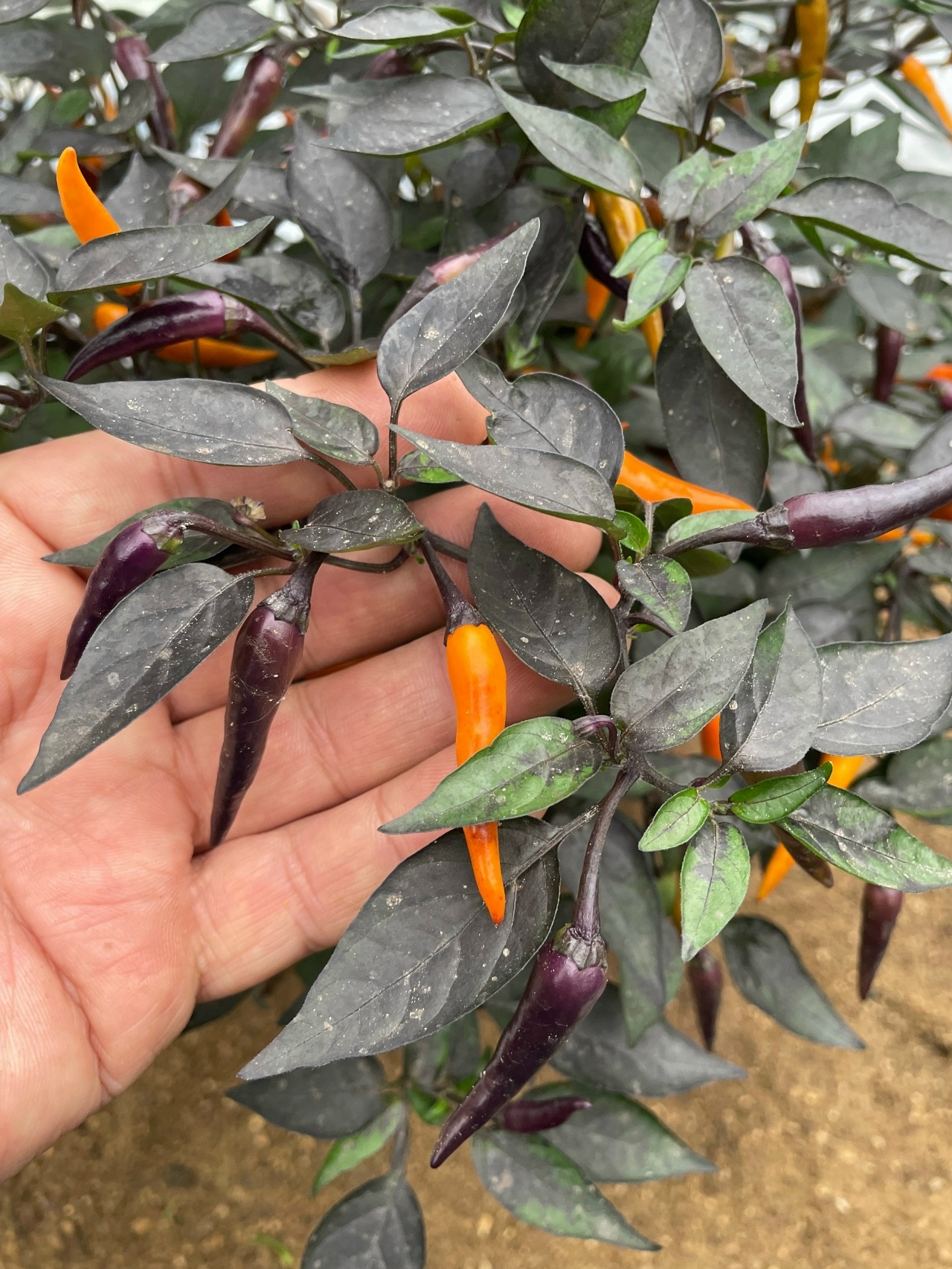 Выращивание острого перца Nightcrawler - фото 2