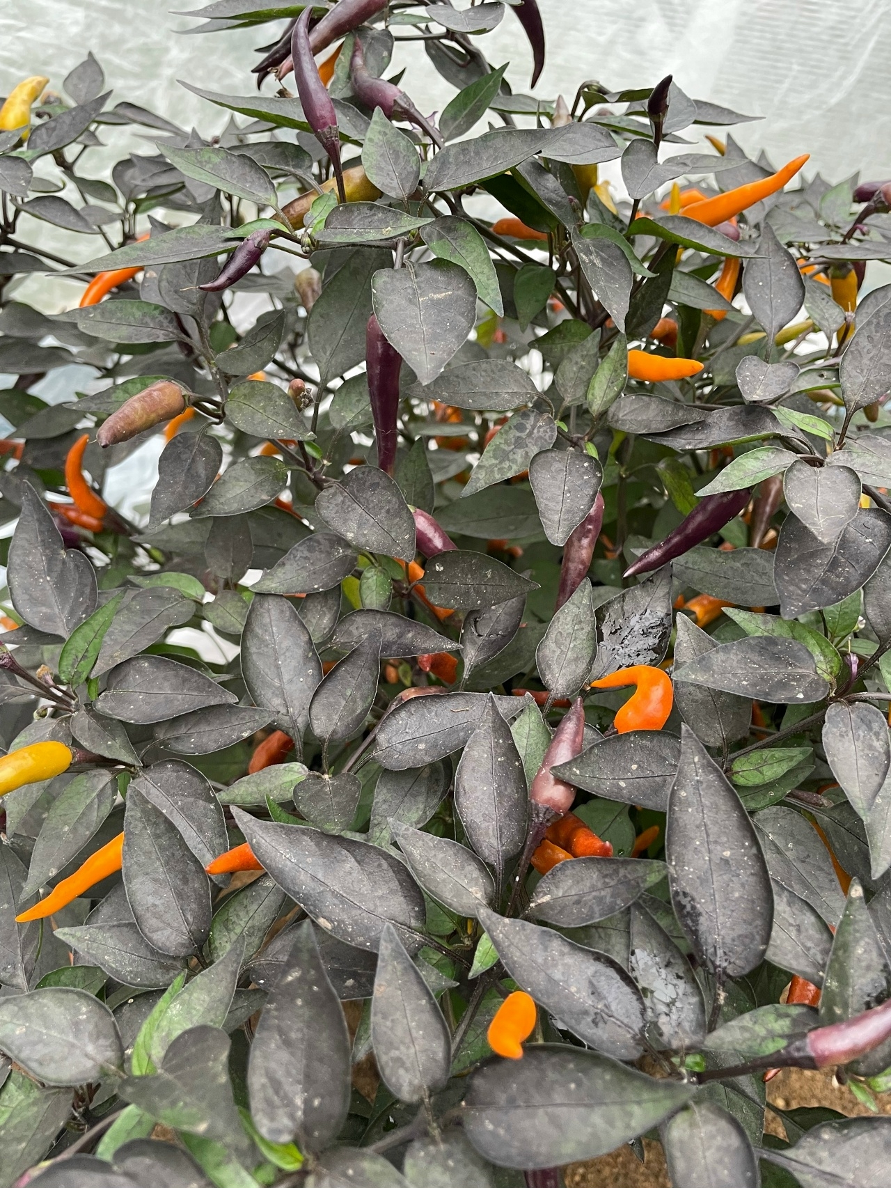 Сорт острого перца Nightcrawler - фото 3