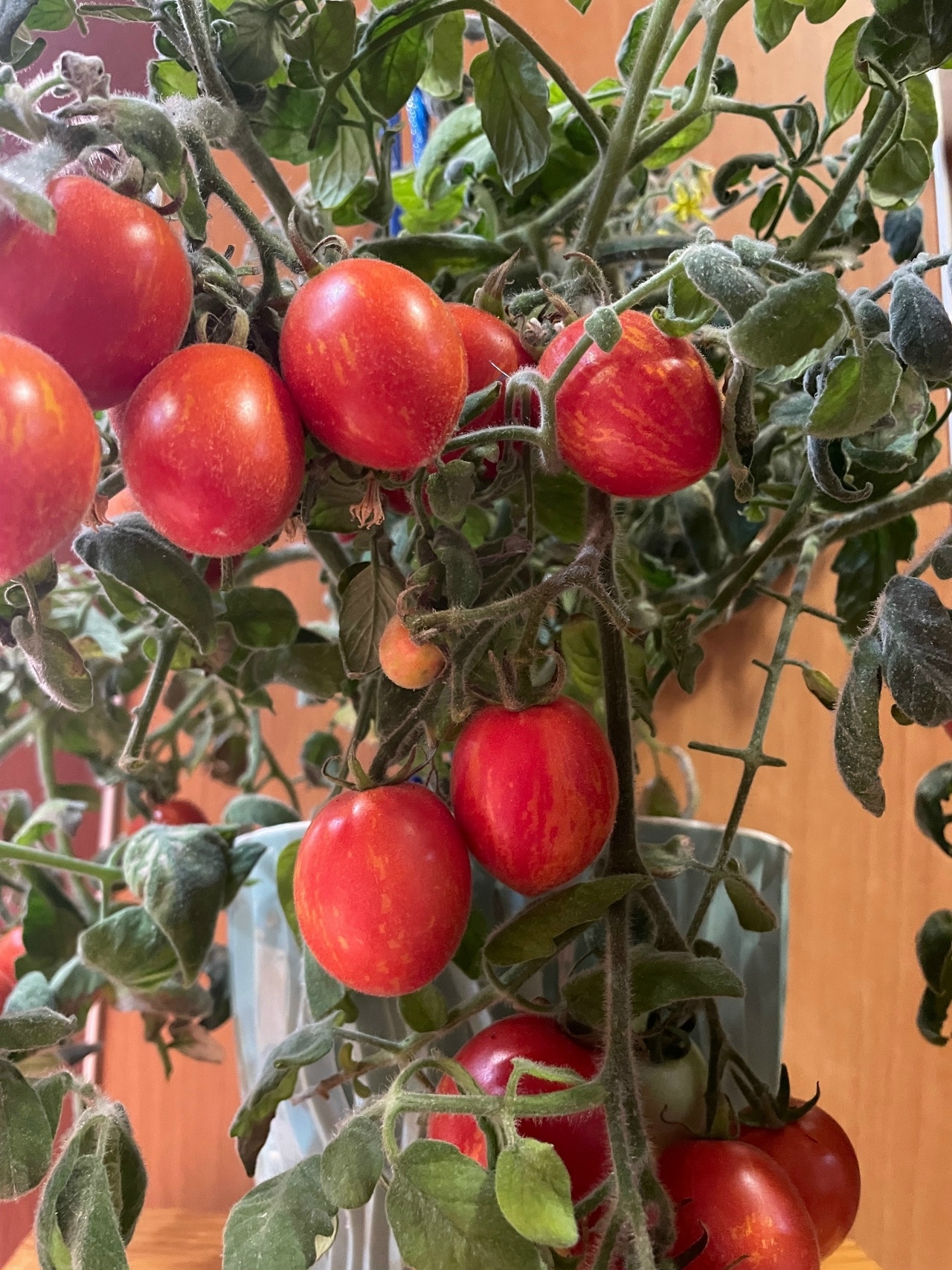 Семена томатов Fuzzy Wuzzy