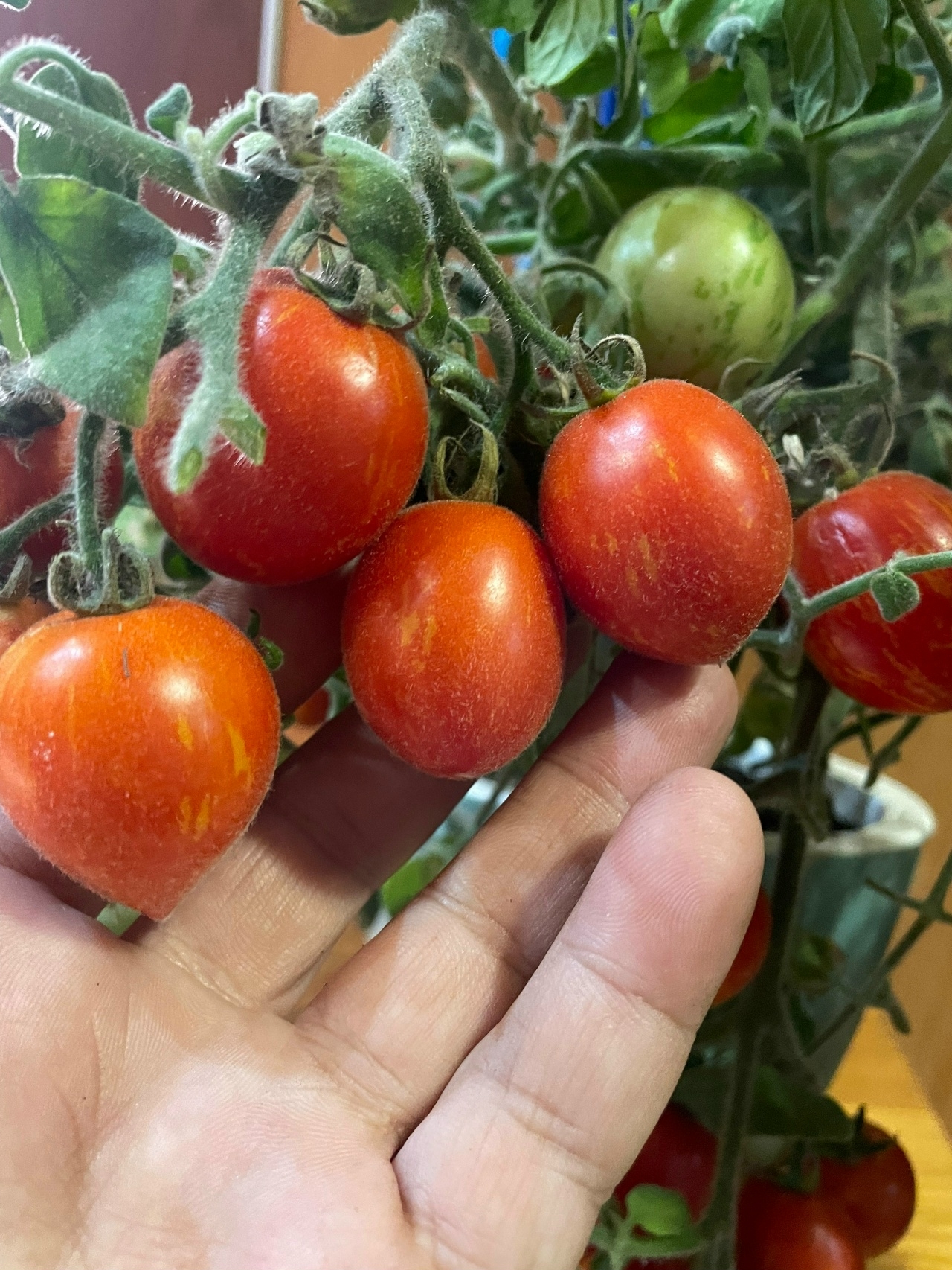 Выращивание томатов Fuzzy Wuzzy - фото 2