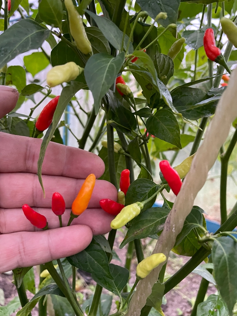 Семена острого перца Tabasco