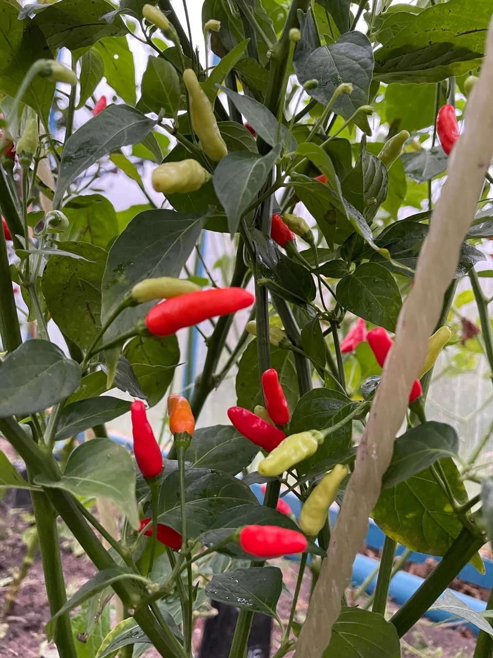 Выращивание острого перца Tabasco - фото 2