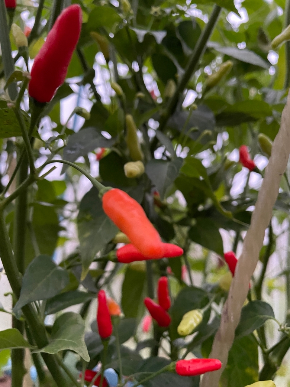 Сорт острого перца Tabasco - фото 3