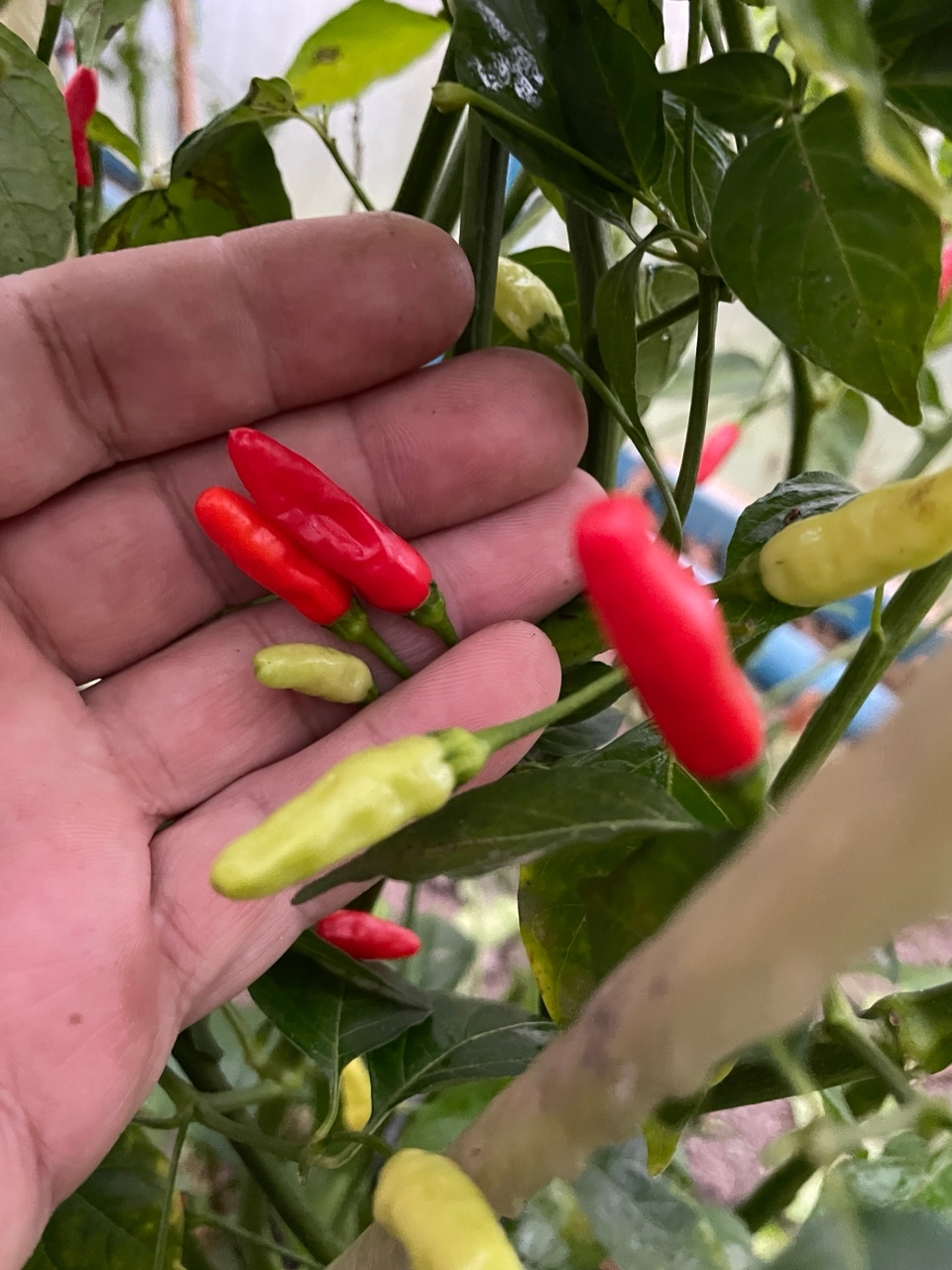 Плоды острого перца Tabasco - фото 4