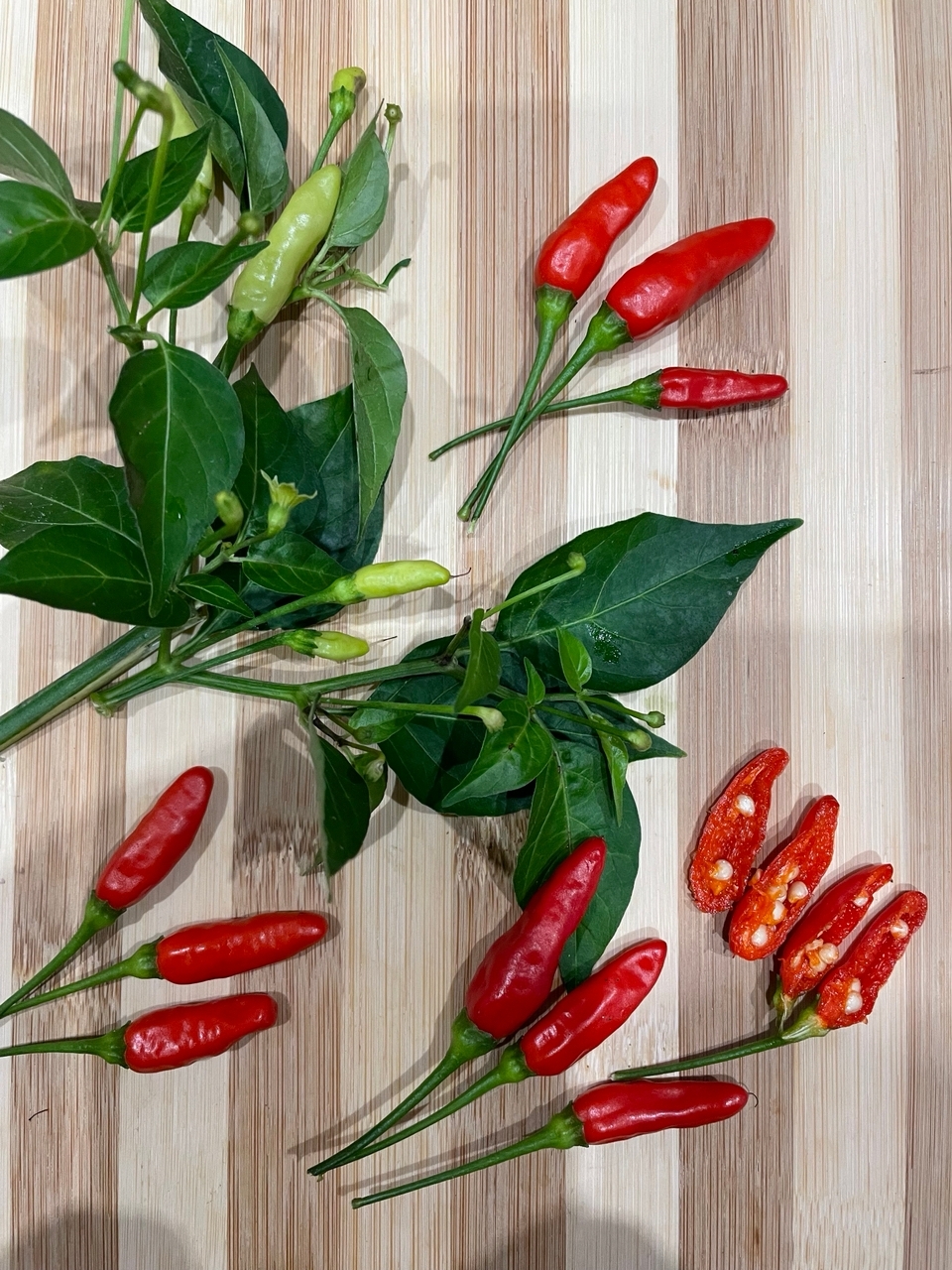 Что вырастает из семян острого перца Tabasco - фото 5