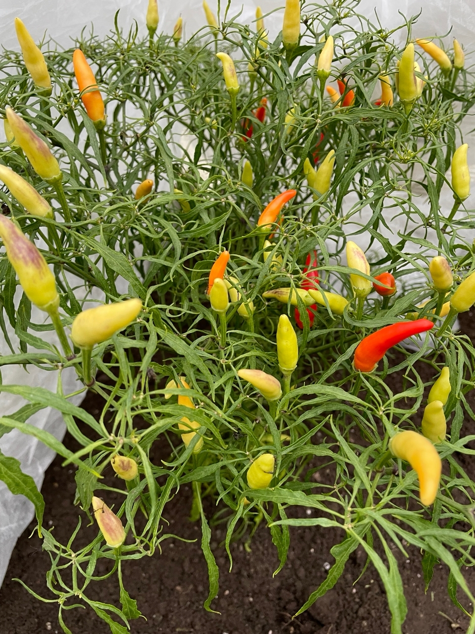 Семена острого перца Xion Mutant Large