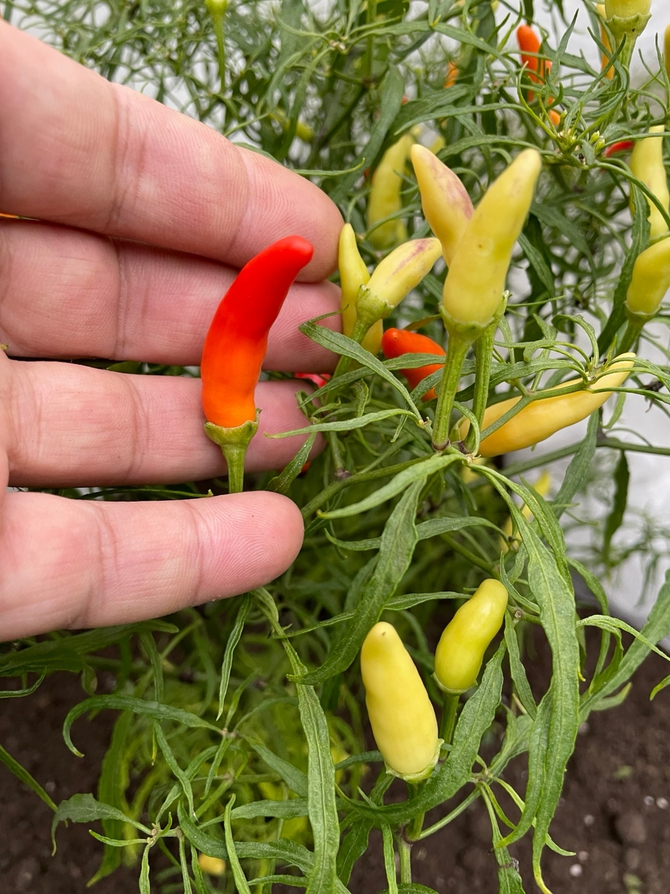 Выращивание острого перца Xion Mutant Large - фото 2