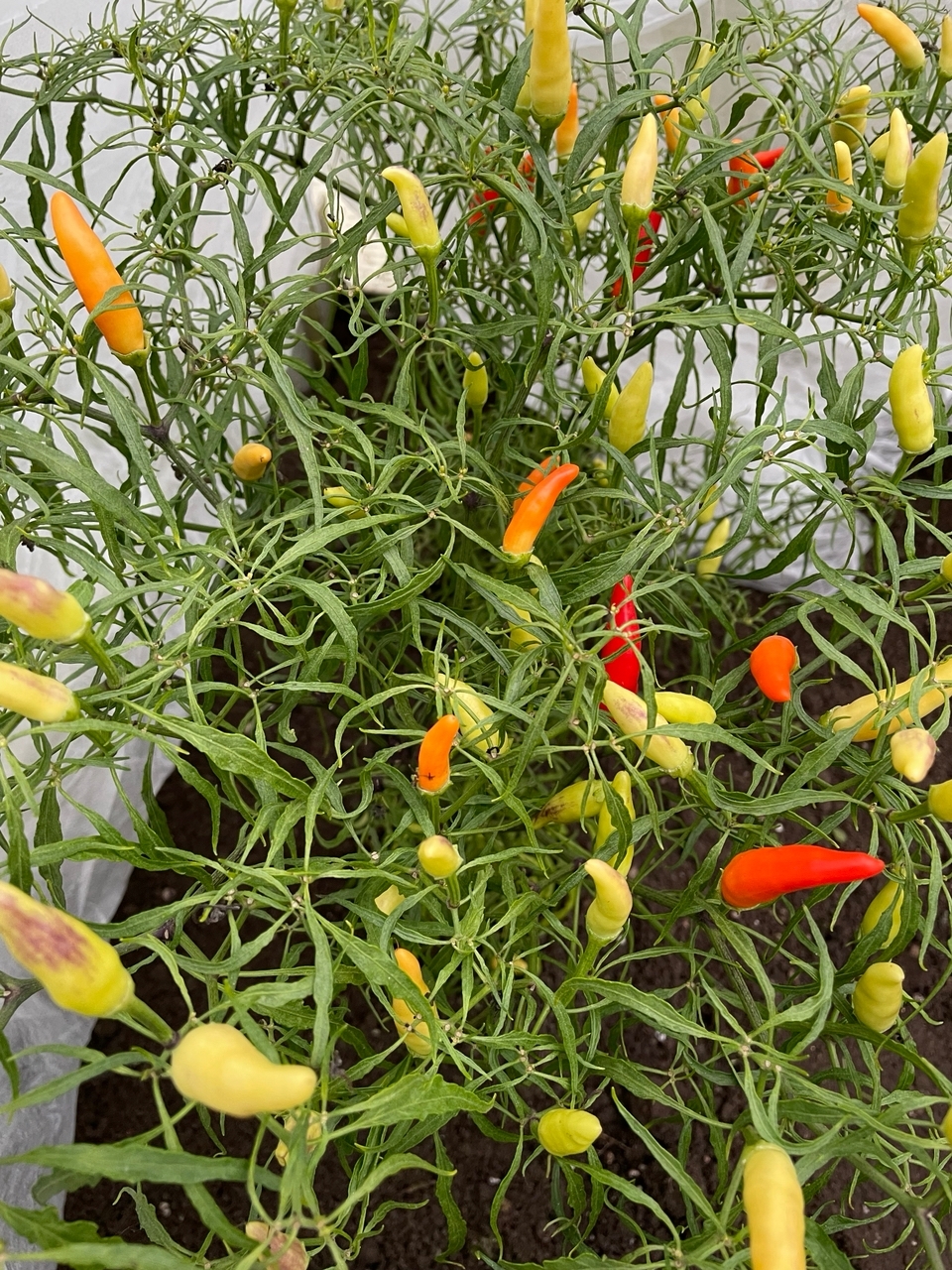 Сорт острого перца Xion Mutant Large - фото 3