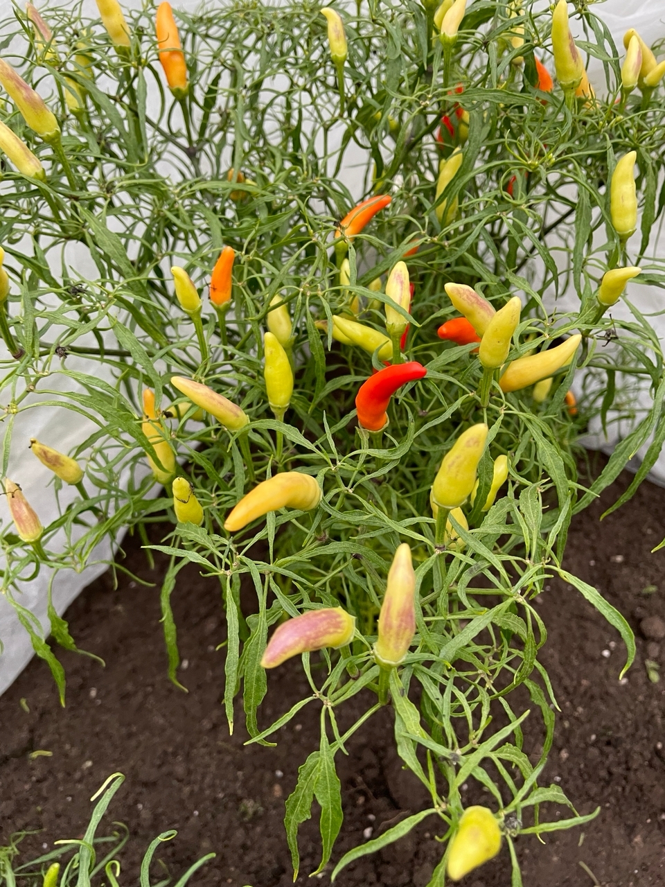 Плоды острого перца Xion Mutant Large - фото 4