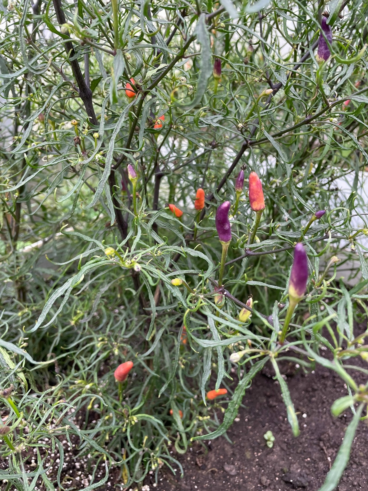 Семена острого перца Volante Peach x Uchu Cream x Mutant