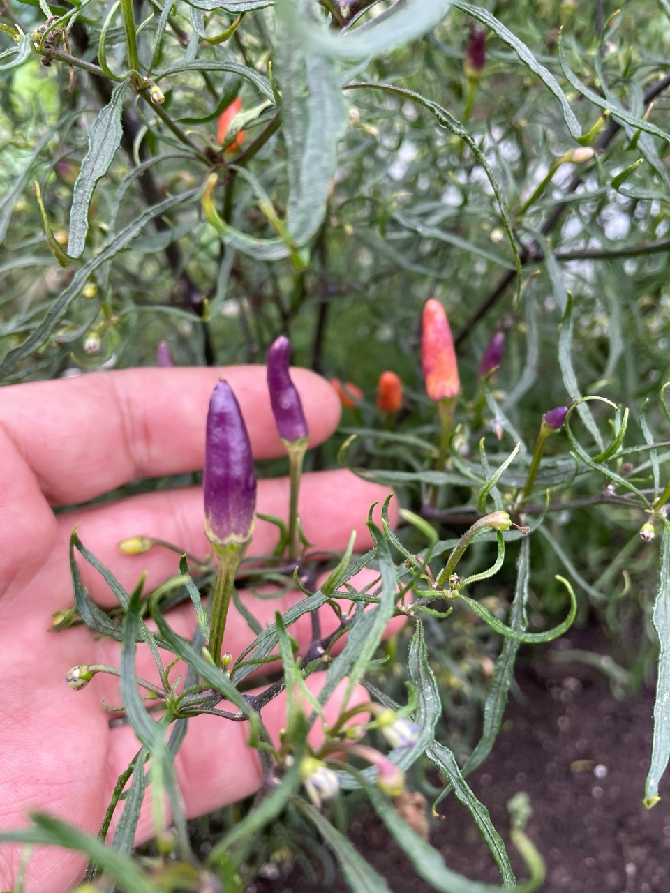 Выращивание острого перца Volante Peach x Uchu Cream x Mutant - фото 2