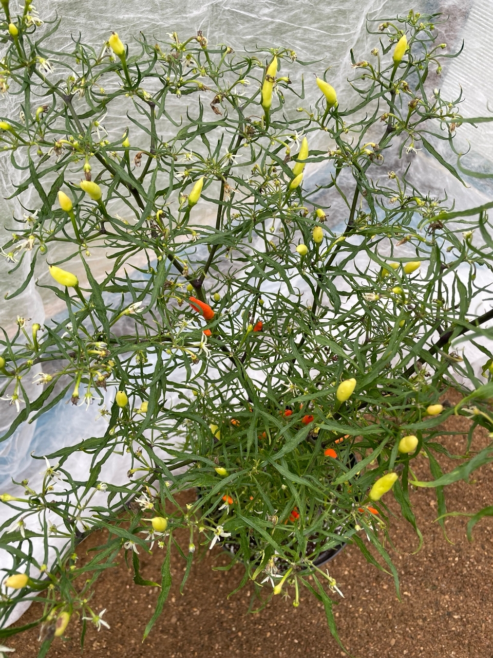 Семена острого перца Candlelight Mutant Orange