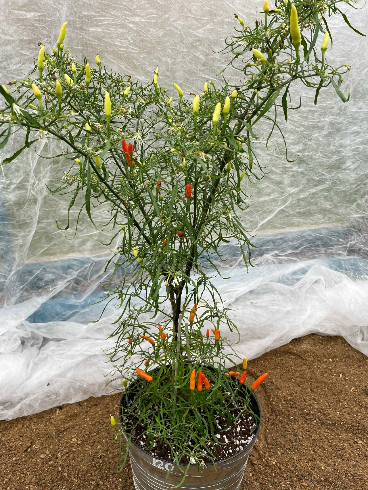 Выращивание острого перца Candlelight Mutant Orange - фото 2