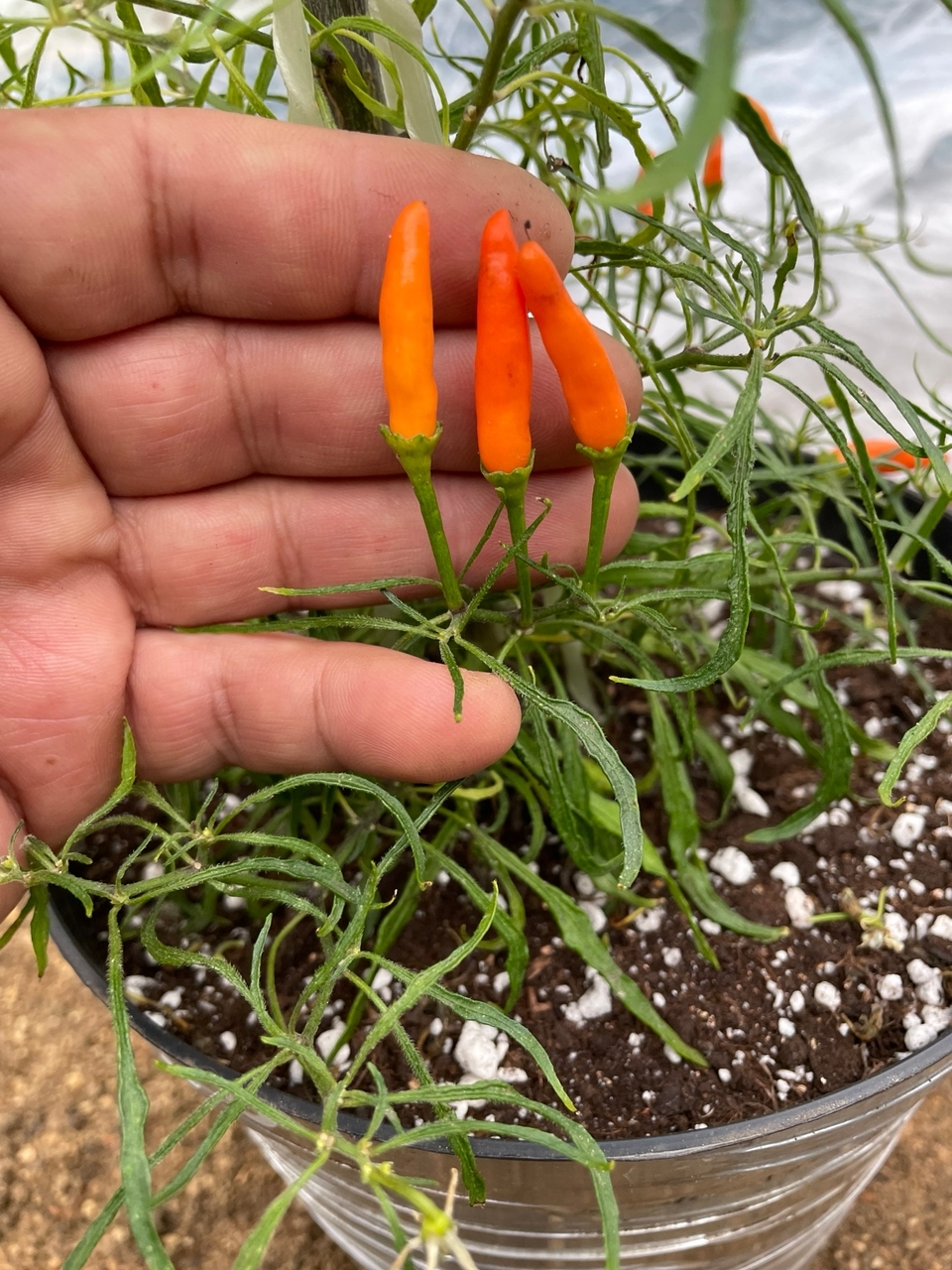 Сорт острого перца Candlelight Mutant Orange - фото 3