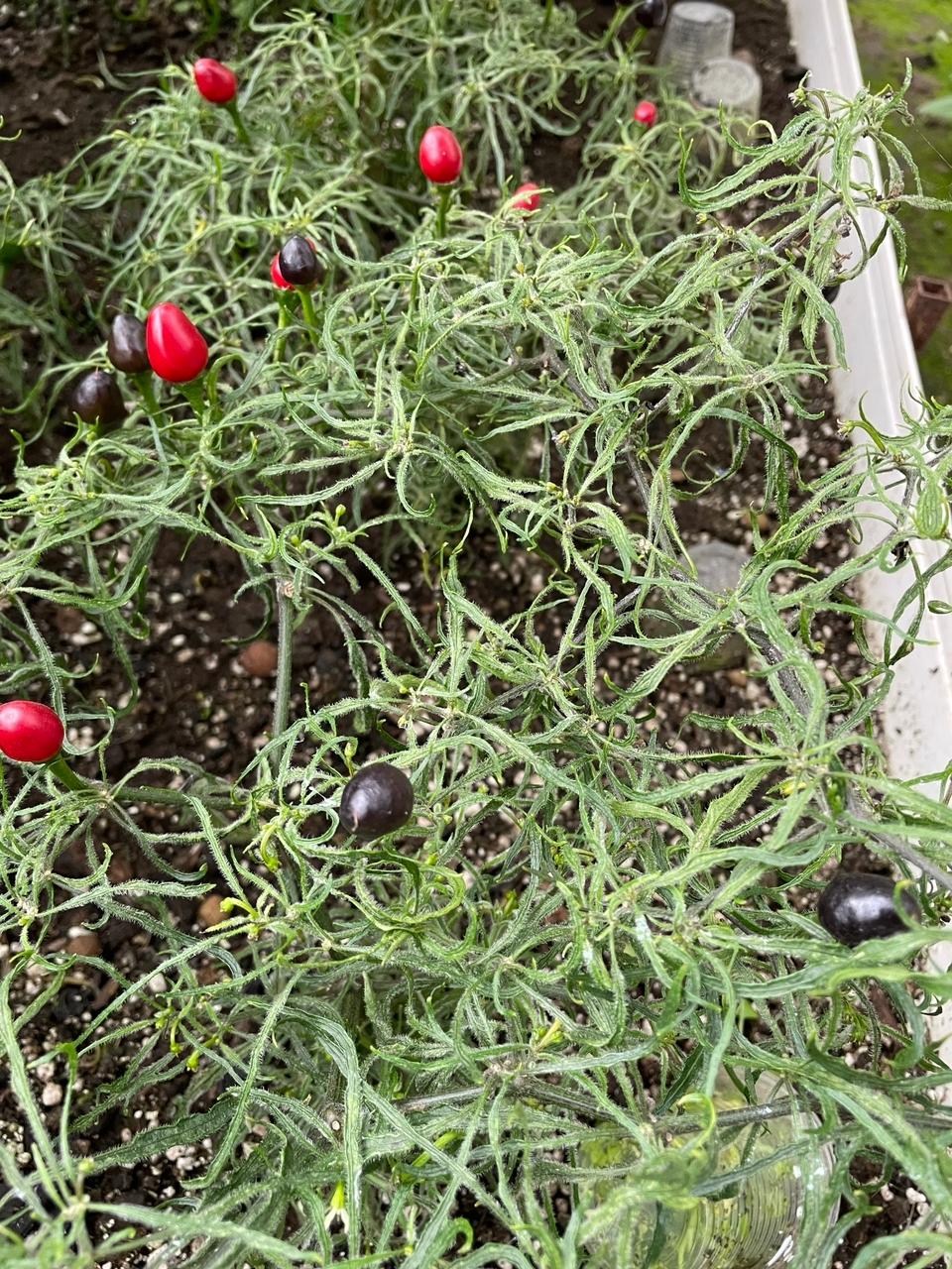 Выращивание острого перца Mattapeño x Mutant - фото 2