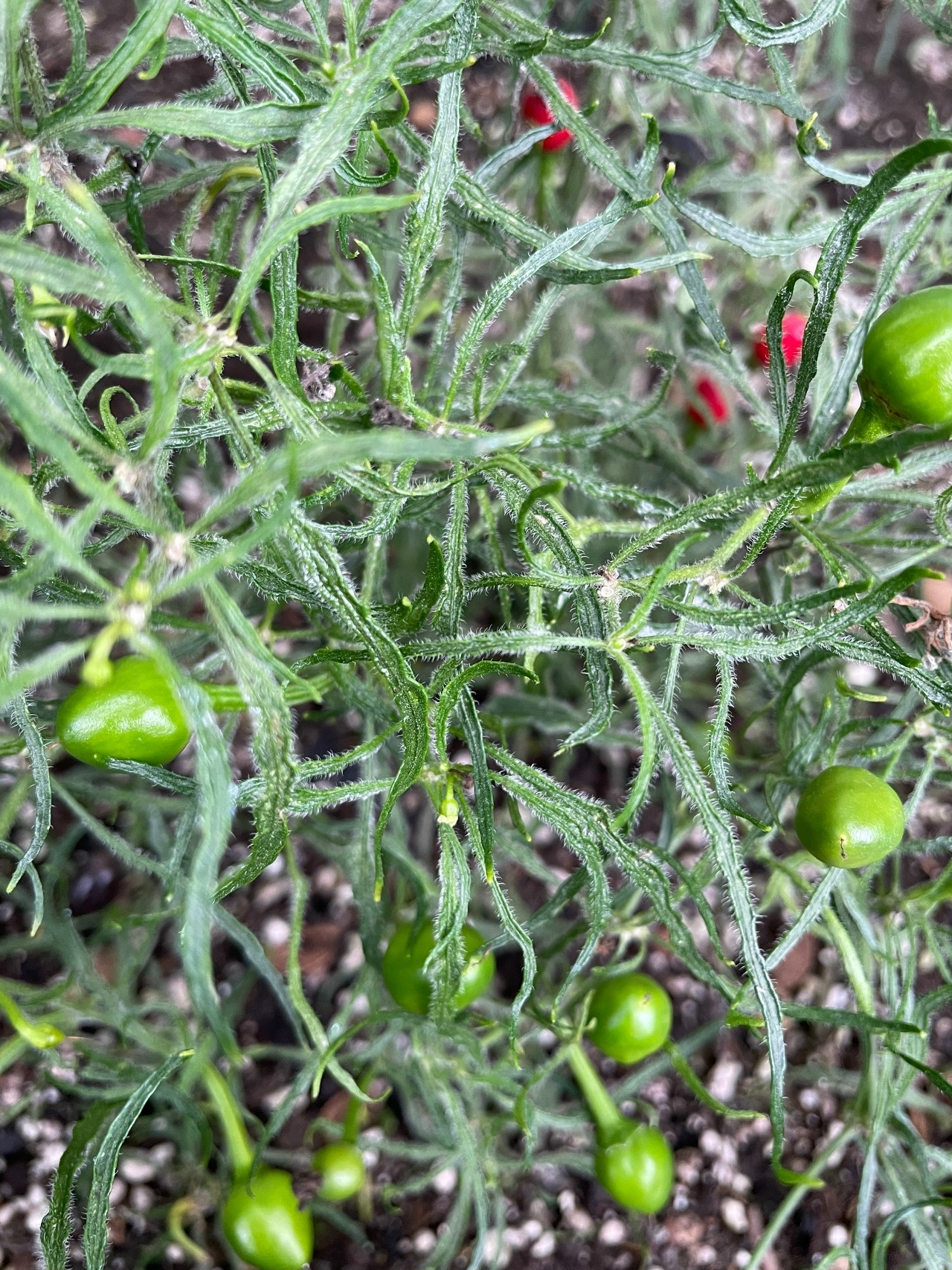 Семена острого перца Mattapeño x Mutant-2