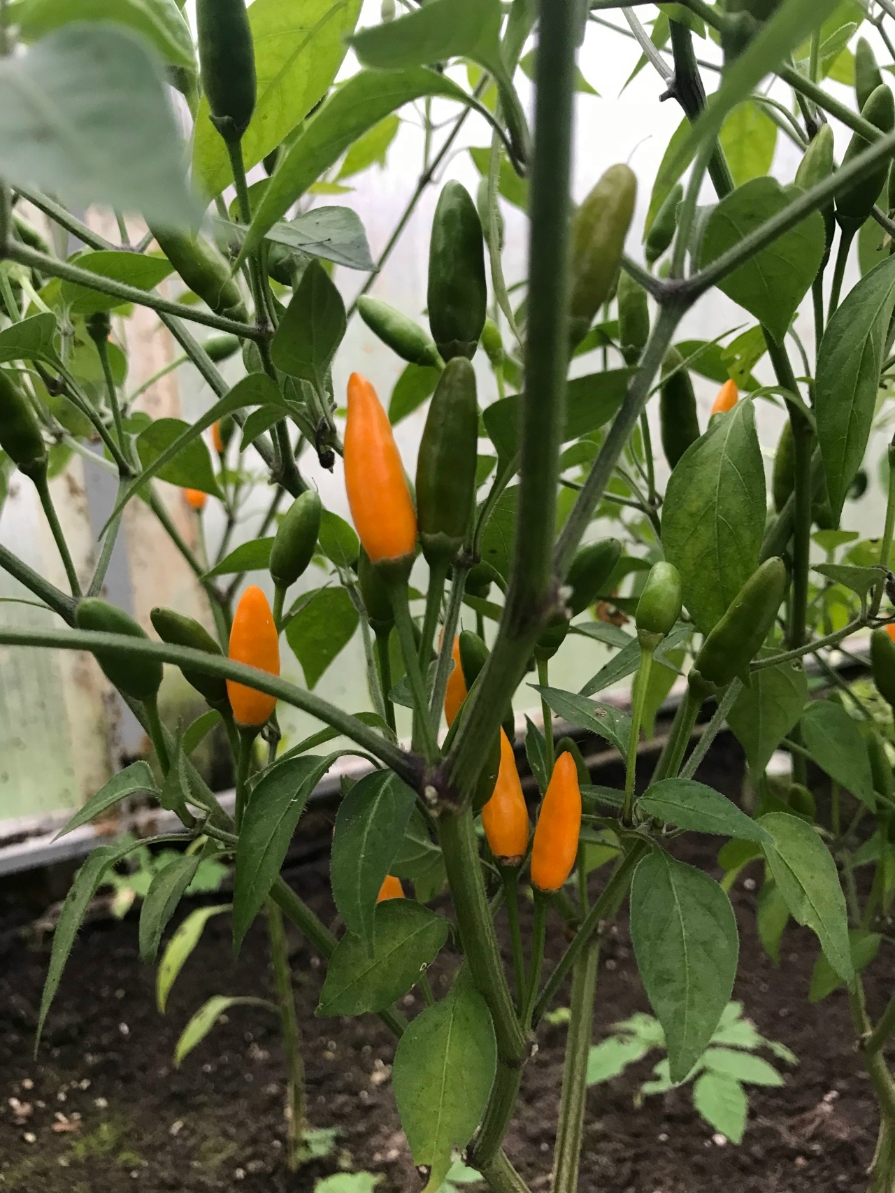 Семена острого перца African Pequin Birds Eye Yellow