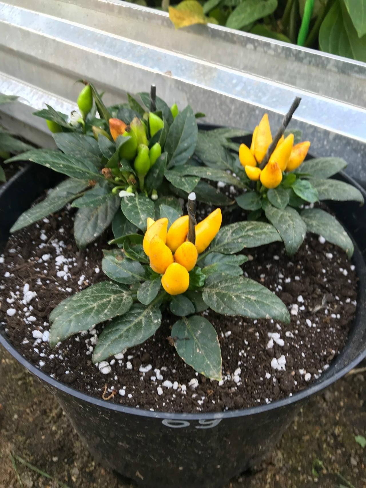 Семена острого перца Makalu Yellow