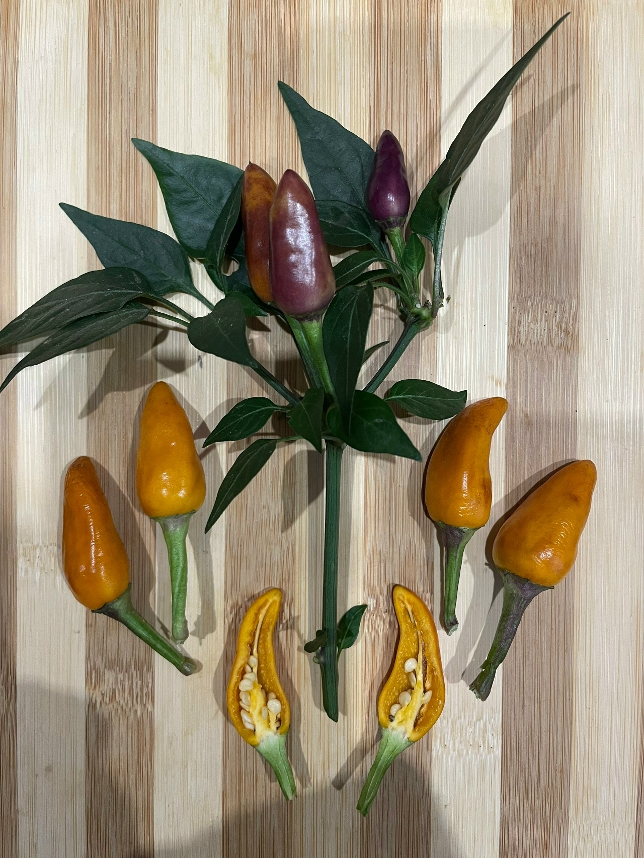 Семена острого перца Molly