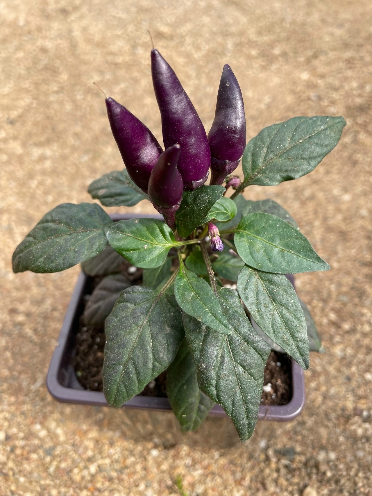 Выращивание острого перца Molly - фото 2