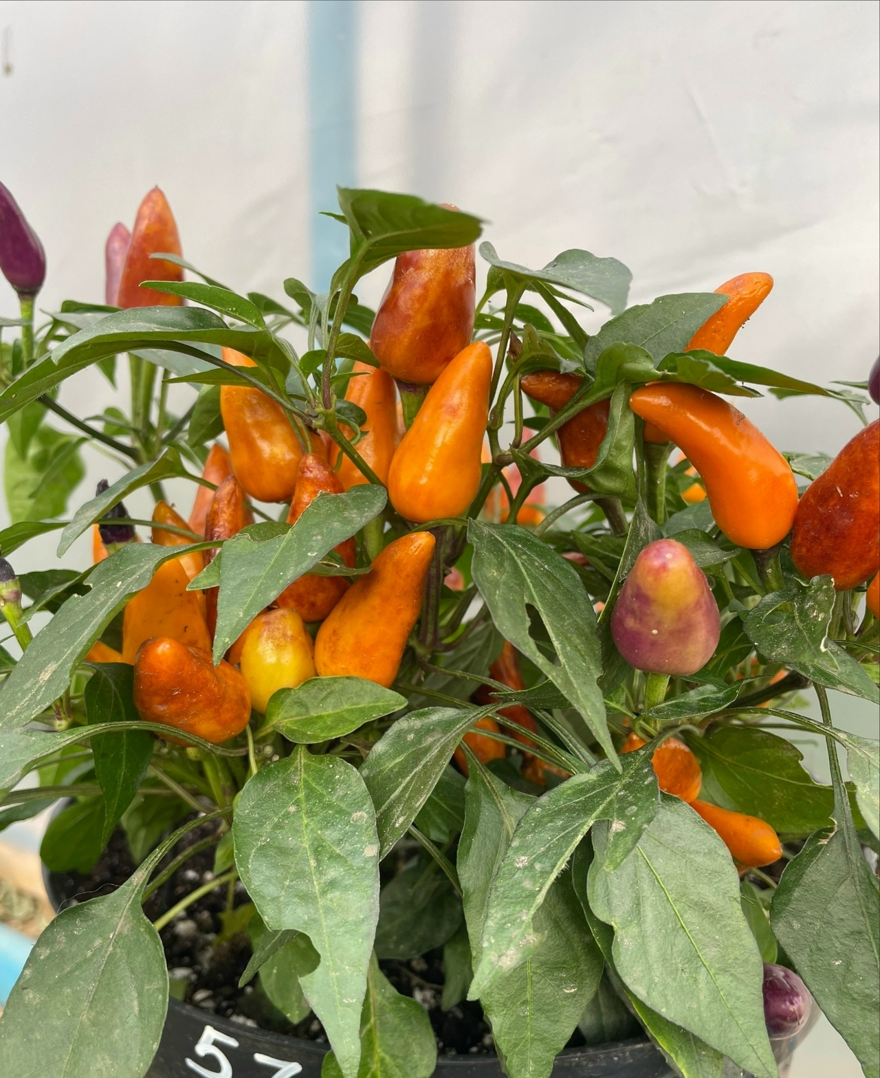 Сорт острого перца Molly - фото 3