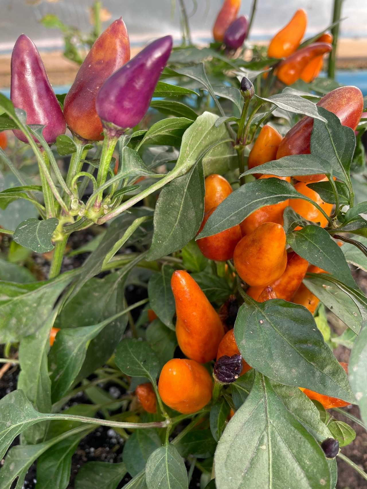 Плоды острого перца Molly - фото 4