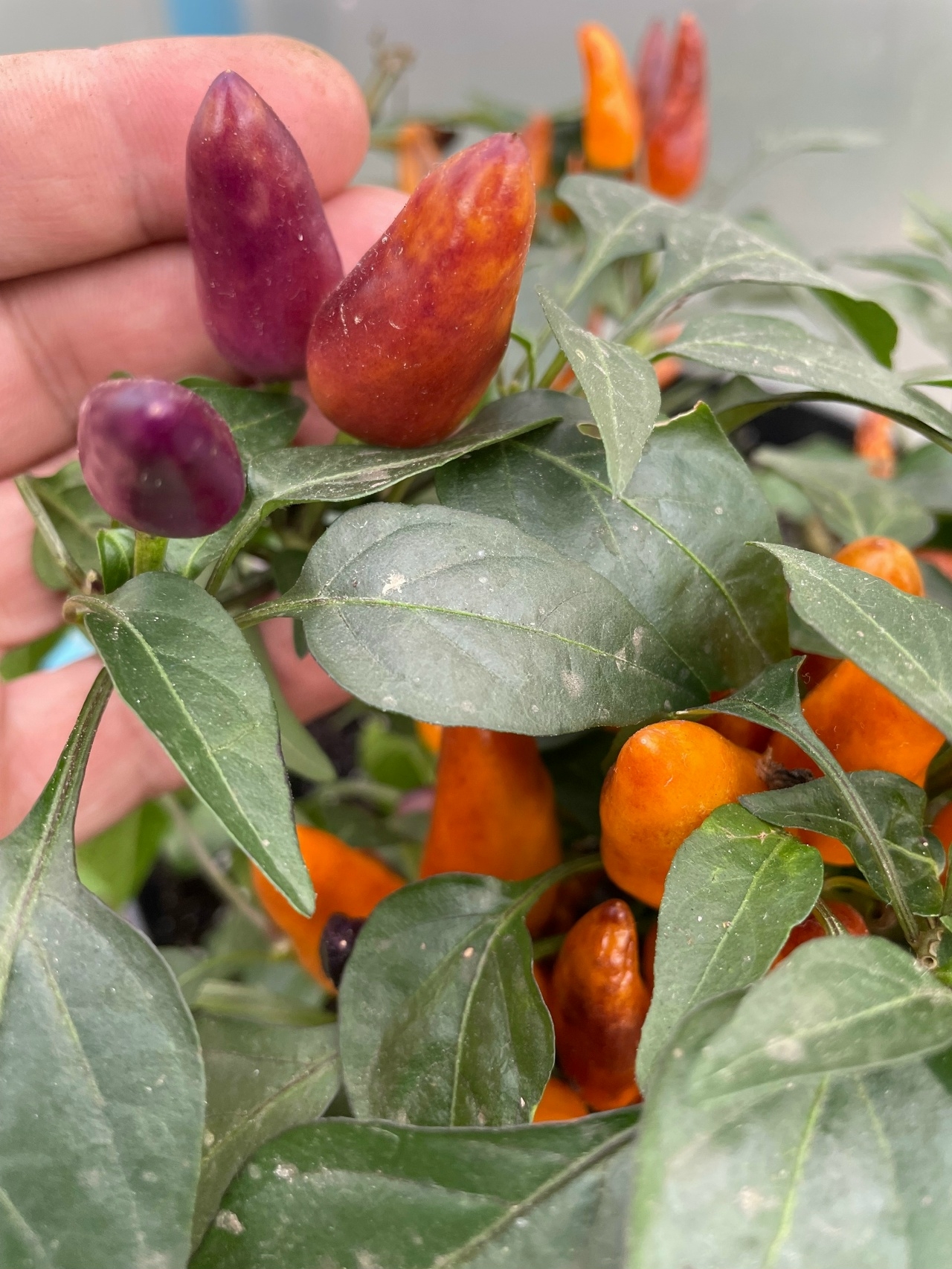 Что вырастает из семян острого перца Molly - фото 5