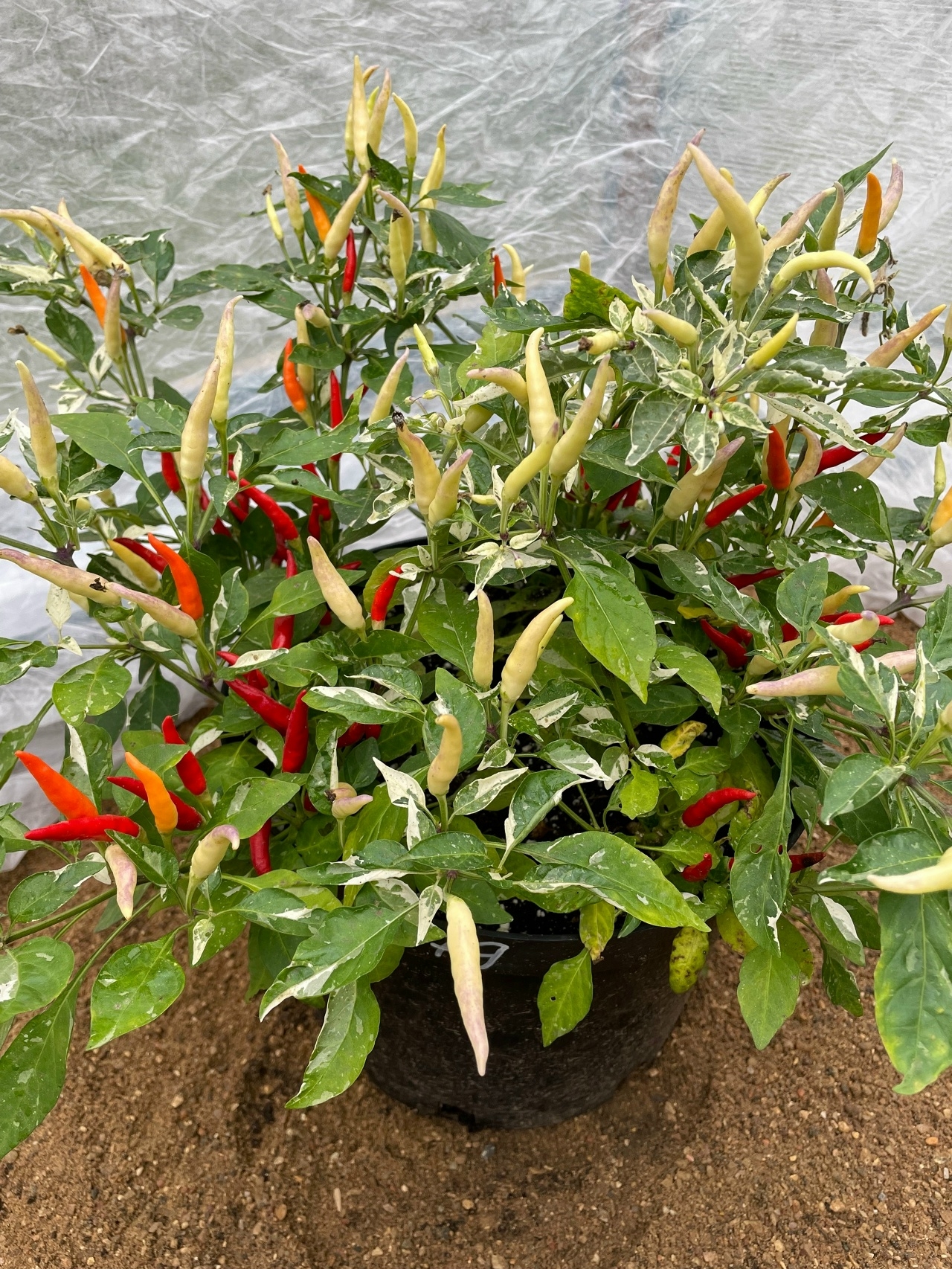 Семена острого перца Variegated Calcatta