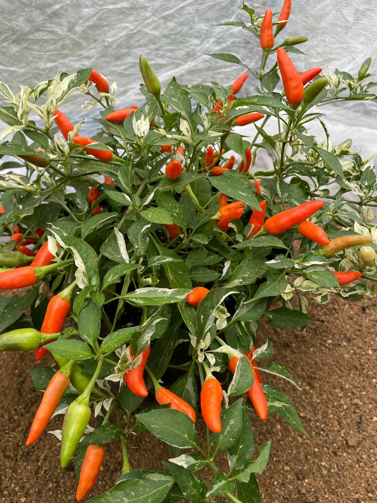 Семена острого перца Dreamcatcher x Maya Mambo