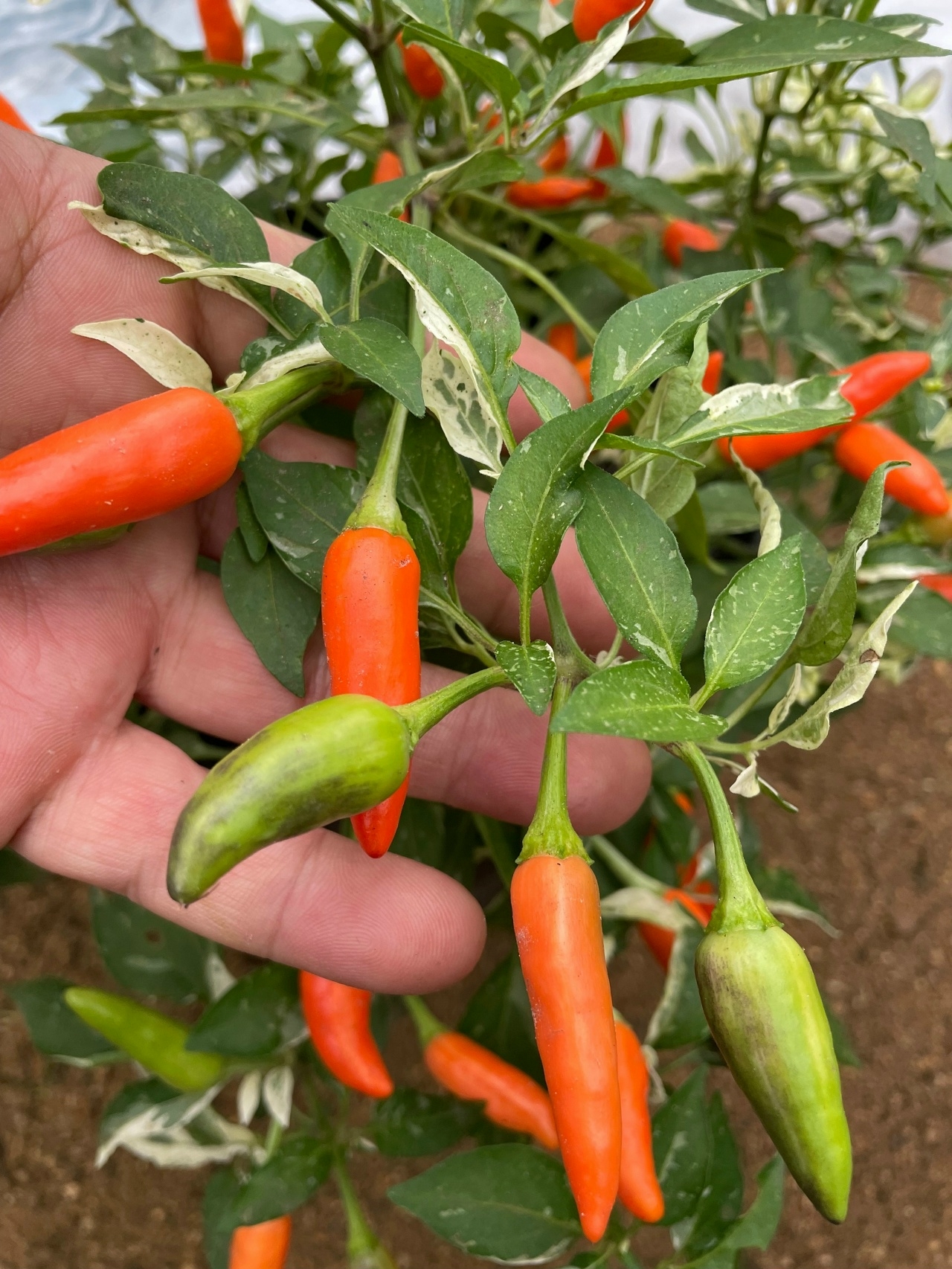 Выращивание острого перца Dreamcatcher x Maya Mambo - фото 2