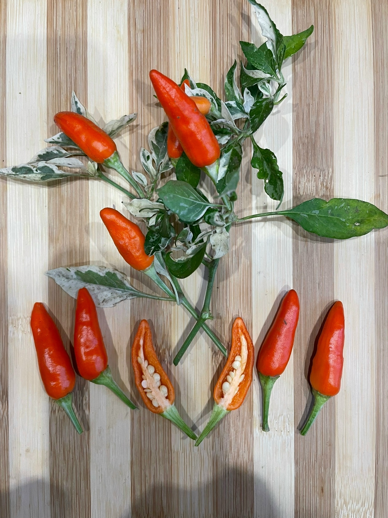 Сорт острого перца Dreamcatcher x Maya Mambo - фото 3