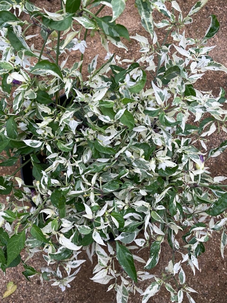 Семена острого перца Peach Teeth