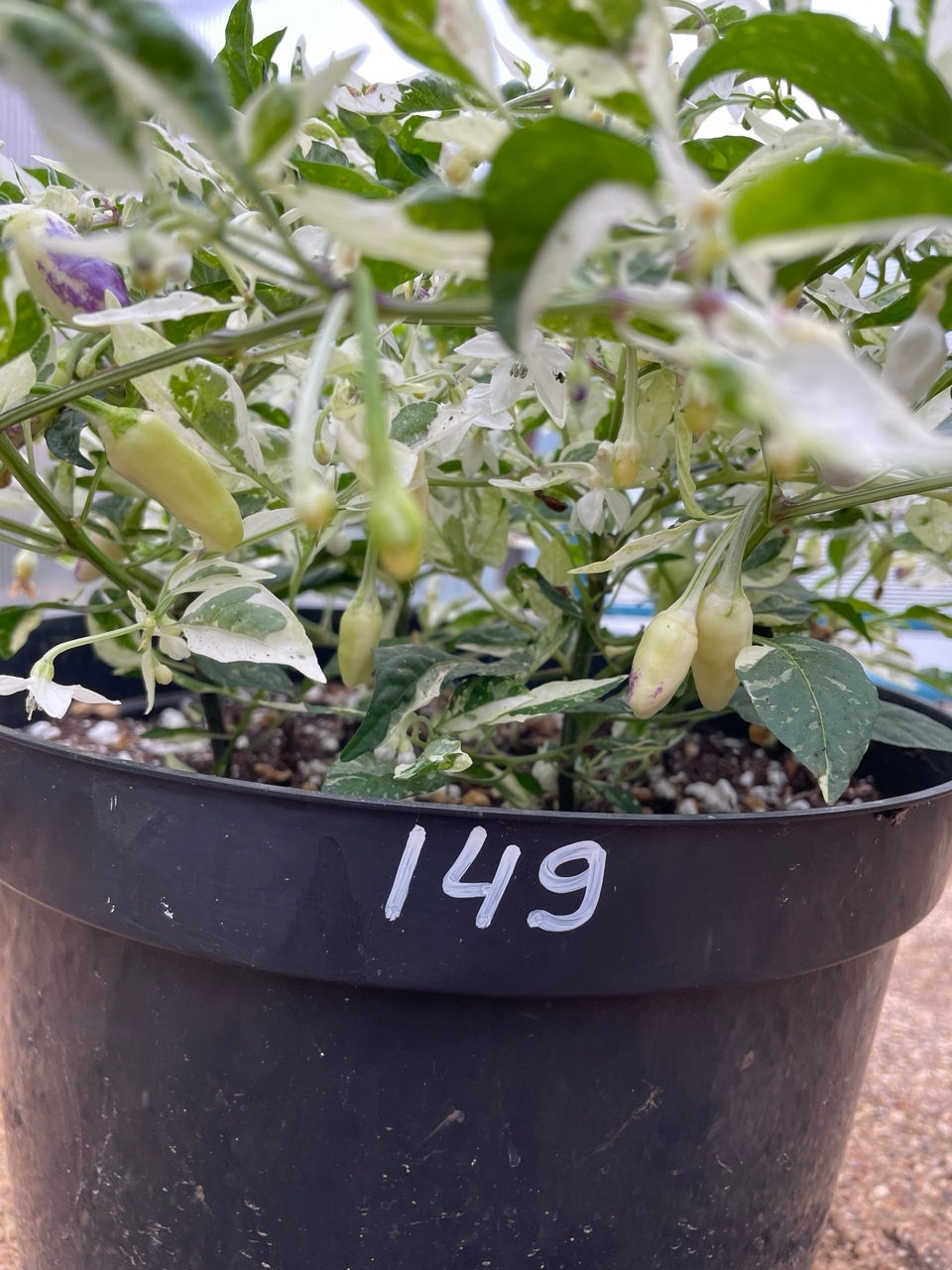 Выращивание острого перца Peach Teeth - фото 2