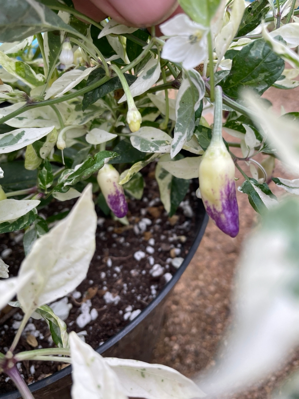 Сорт острого перца Peach Teeth - фото 3