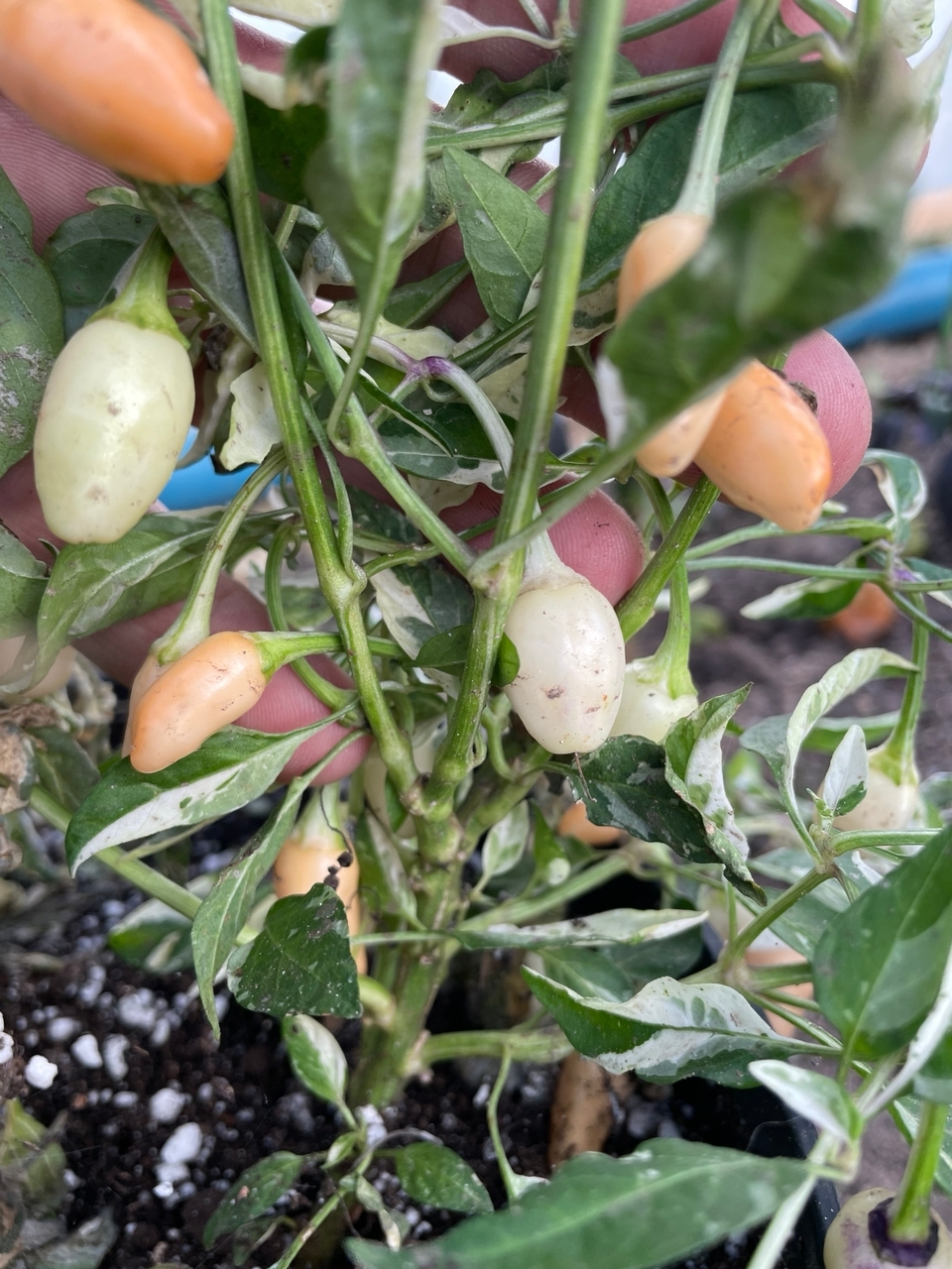 Плоды острого перца Peach Teeth - фото 4